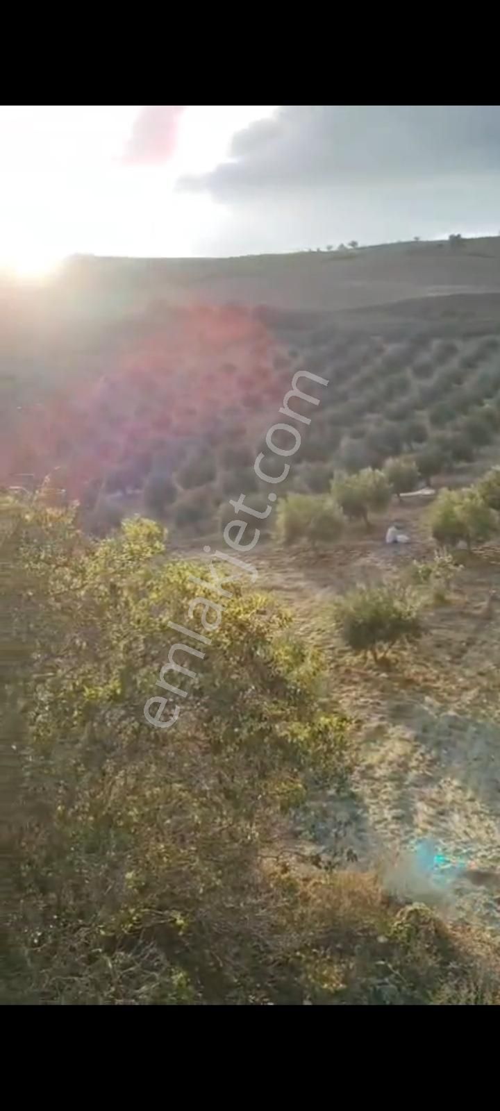 Sarayköy Sazakta 13000m Tapulu 11000m Hazinn 15yaşında Zeytinlik - Görsel 4