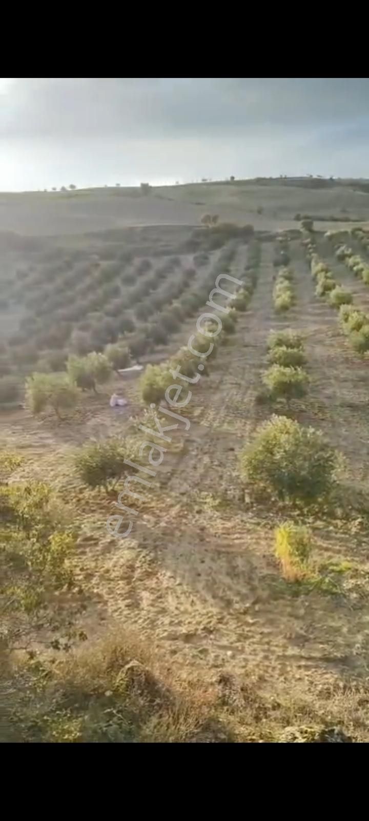 Sarayköy Sazakta 13000m Tapulu 11000m Hazinn 15yaşında Zeytinlik - Görsel 2