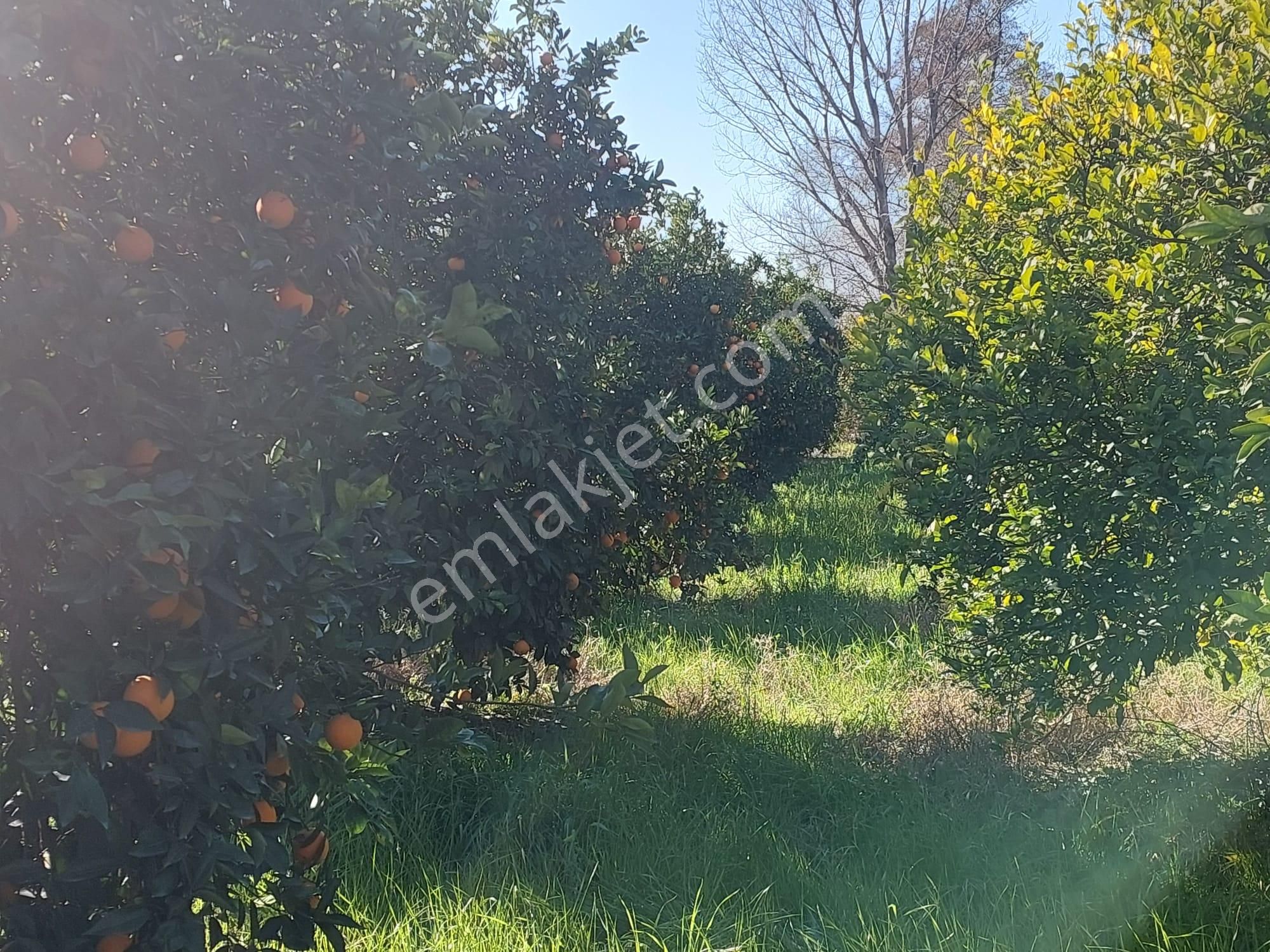 Muğla Okçular Portakal Bahçesi 4.400m2 İmar Planı İçinde Arsa Yatırıma Uygun Satılık - Görsel 4