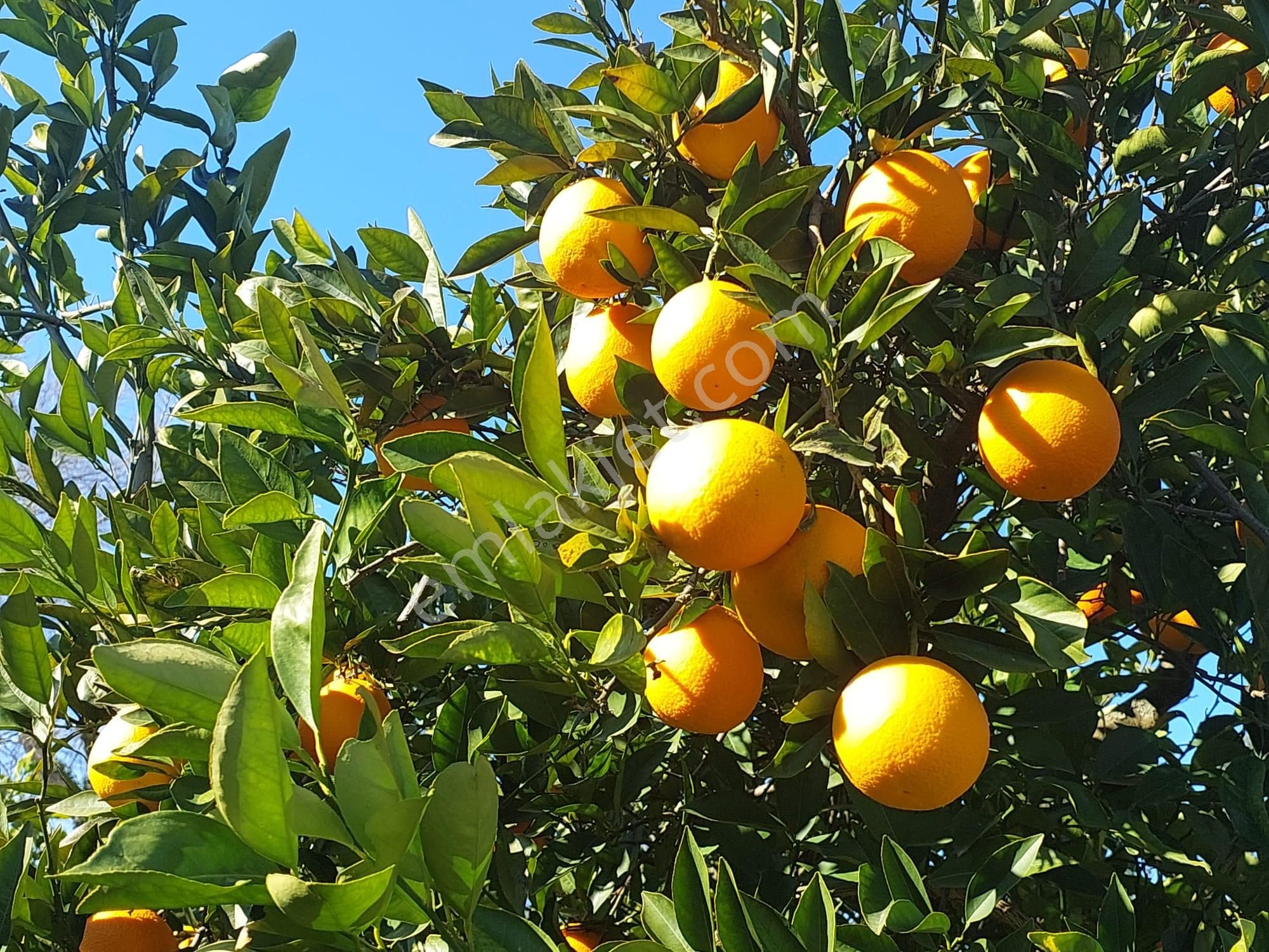 Muğla Okçular Portakal Bahçesi 4.400m2 İmar Planı İçinde Arsa Yatırıma Uygun Satılık - Görsel 3