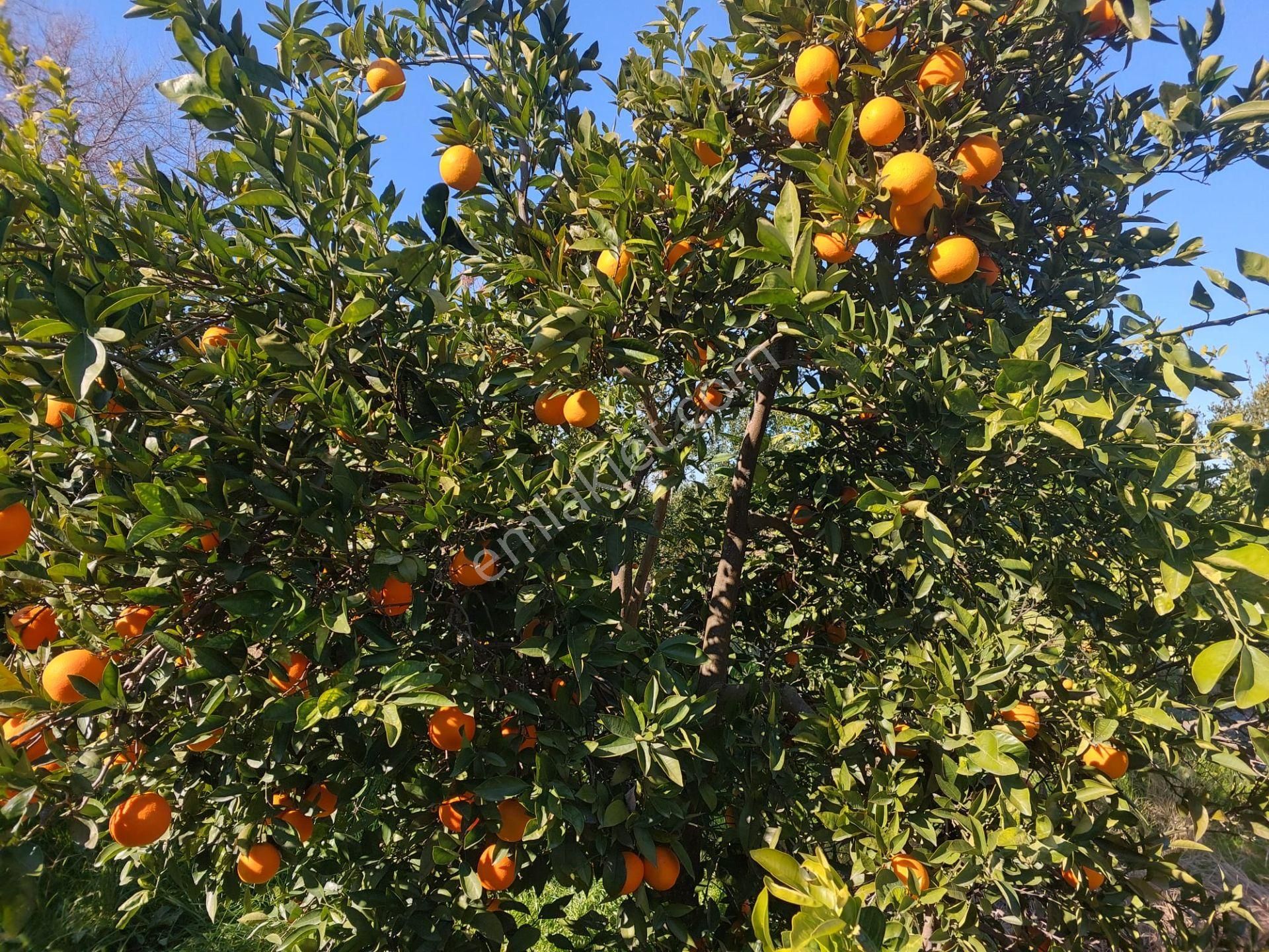 Muğla Okçular Portakal Bahçesi 4.400m2 İmar Planı İçinde Arsa Yatırıma Uygun Satılık - Görsel 2