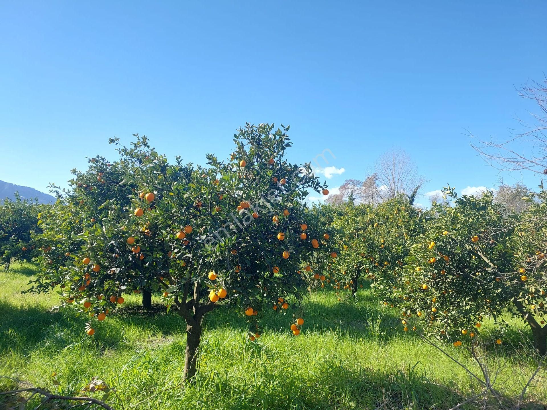 Muğla Okçular Portakal Bahçesi 4.400m2 İmar Planı İçinde Arsa Yatırıma Uygun Satılık - Görsel 11