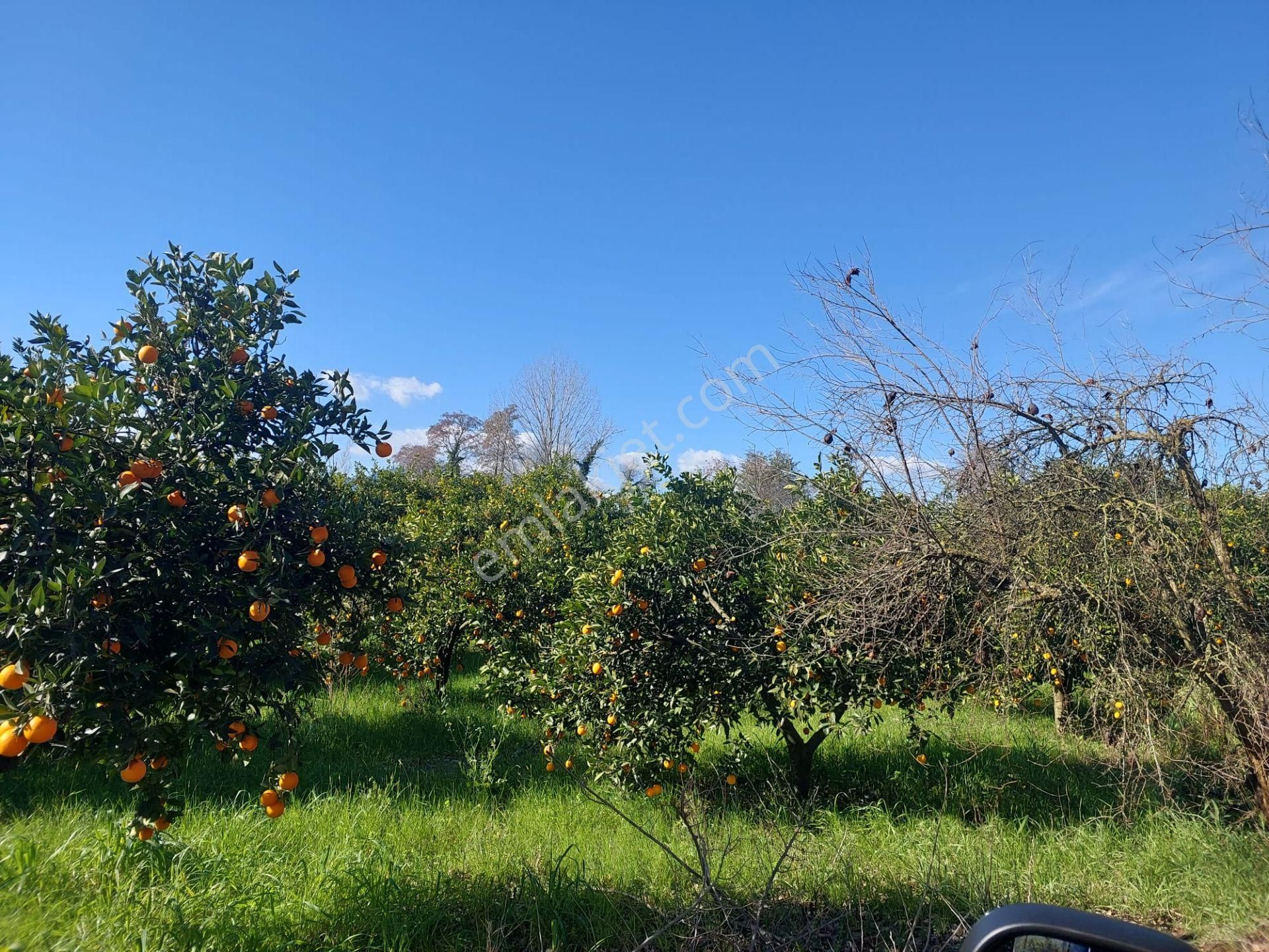 Muğla Okçular Portakal Bahçesi 4.400m2 İmar Planı İçinde Arsa Yatırıma Uygun Satılık - Görsel 10