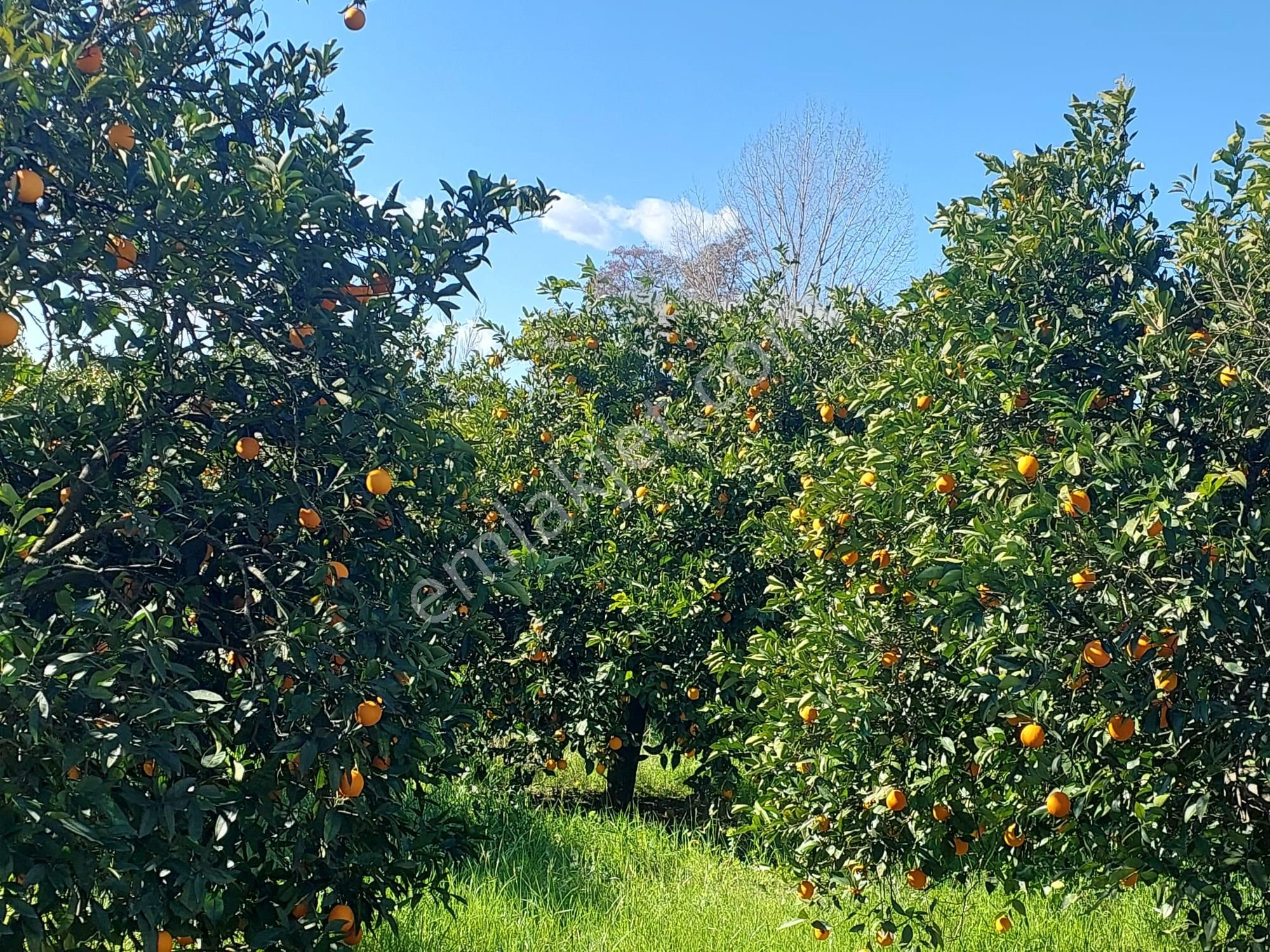 Muğla Okçular Portakal Bahçesi 4.400m2 İmar Planı İçinde Arsa Yatırıma Uygun Satılık - Görsel 9