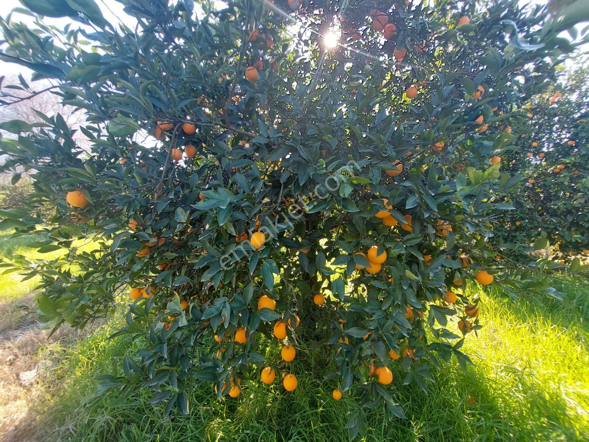 Muğla Okçular Portakal Bahçesi 4.400m2 İmar Planı İçinde Arsa Yatırıma Uygun Satılık