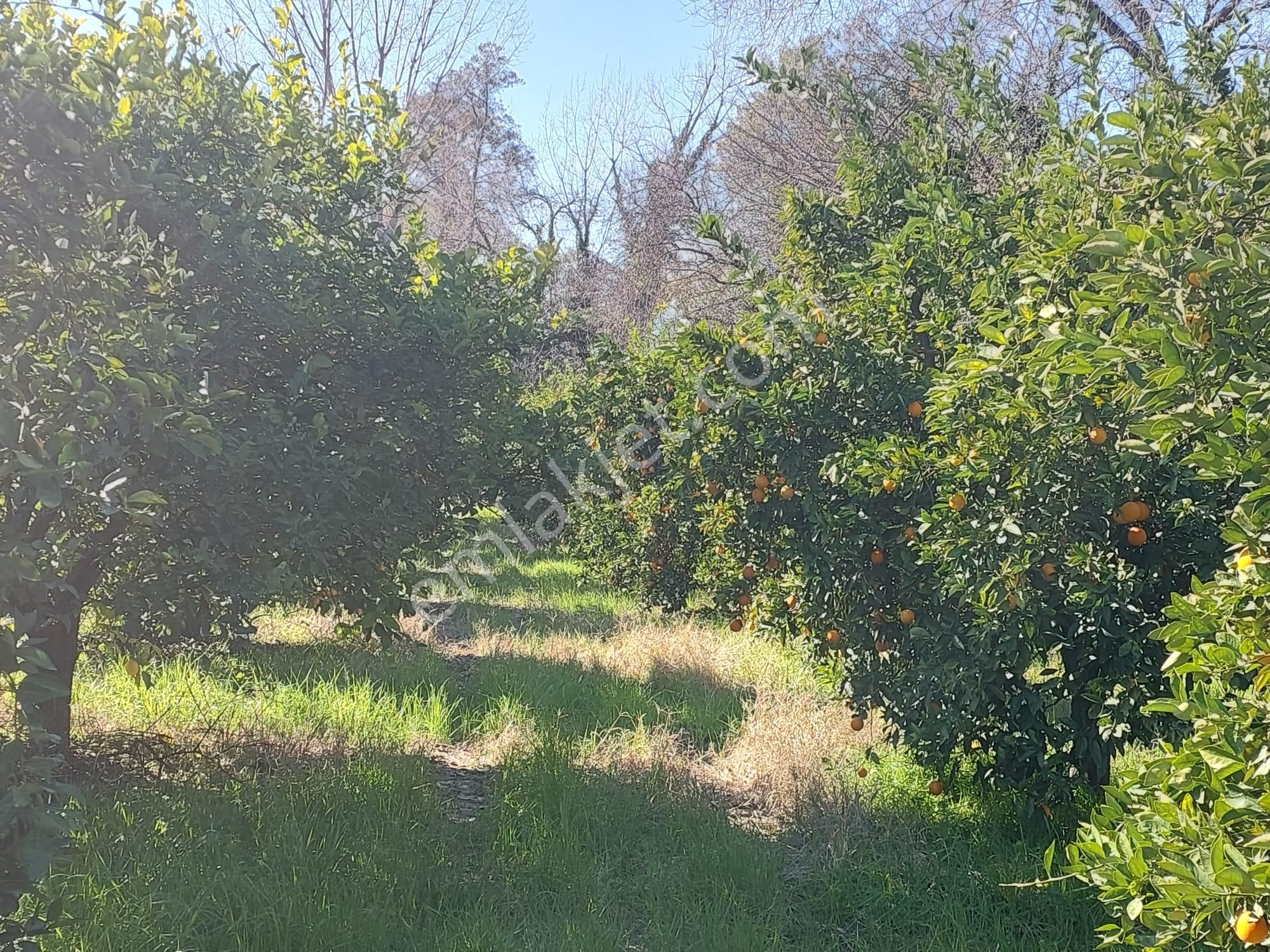 Muğla Okçular Portakal Bahçesi 4.400m2 İmar Planı İçinde Arsa Yatırıma Uygun Satılık - Görsel 5