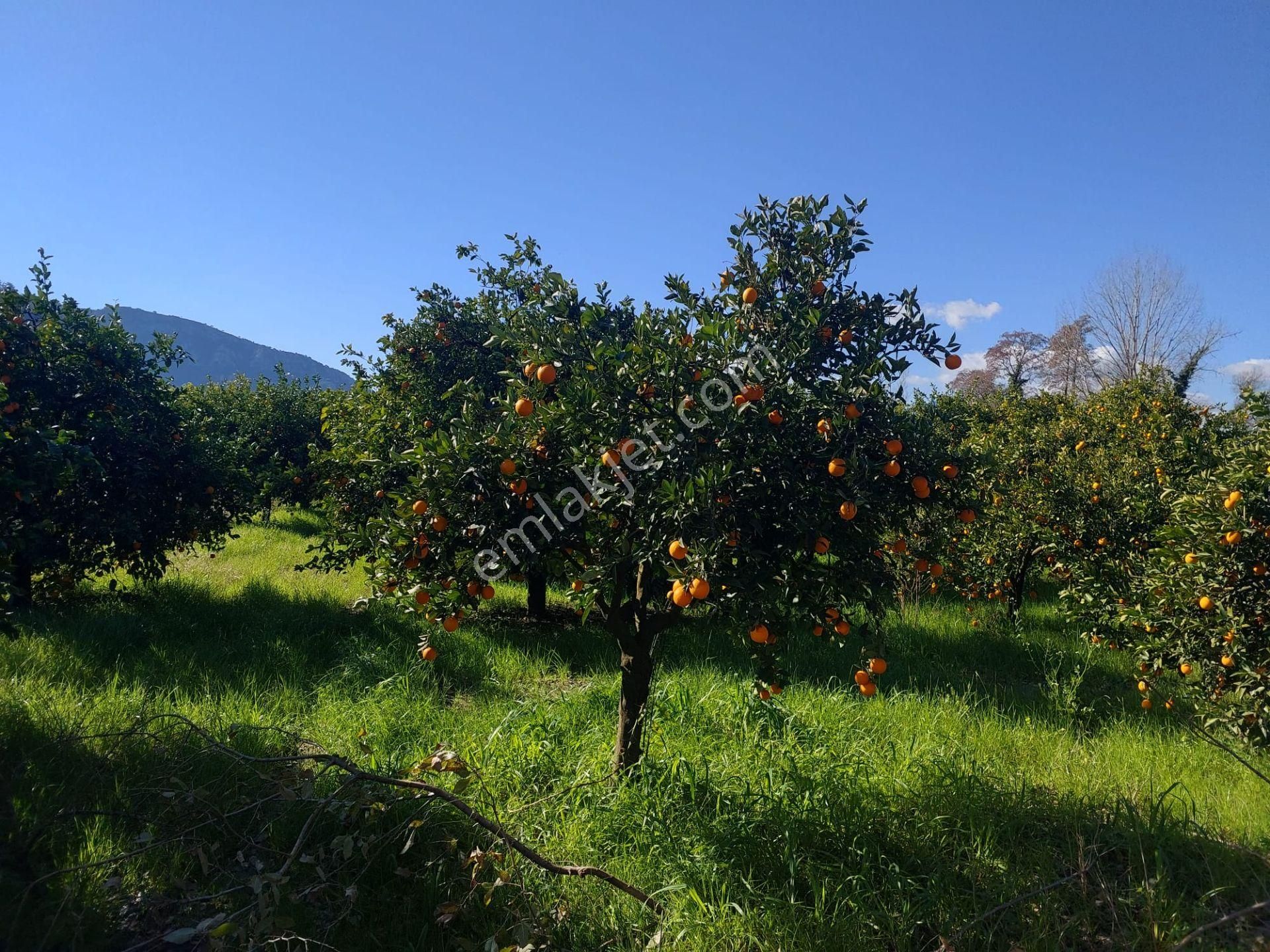 Muğla Okçular Portakal Bahçesi 4.400m2 İmar Planı İçinde Arsa Yatırıma Uygun Satılık - Görsel 12