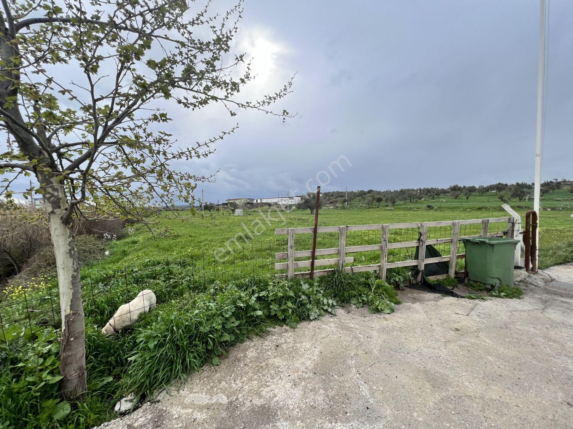 Balıkesir Ayvalık Ta Satılık 46 Donum Arsa.anayola 2. Parsel. - Görsel 6