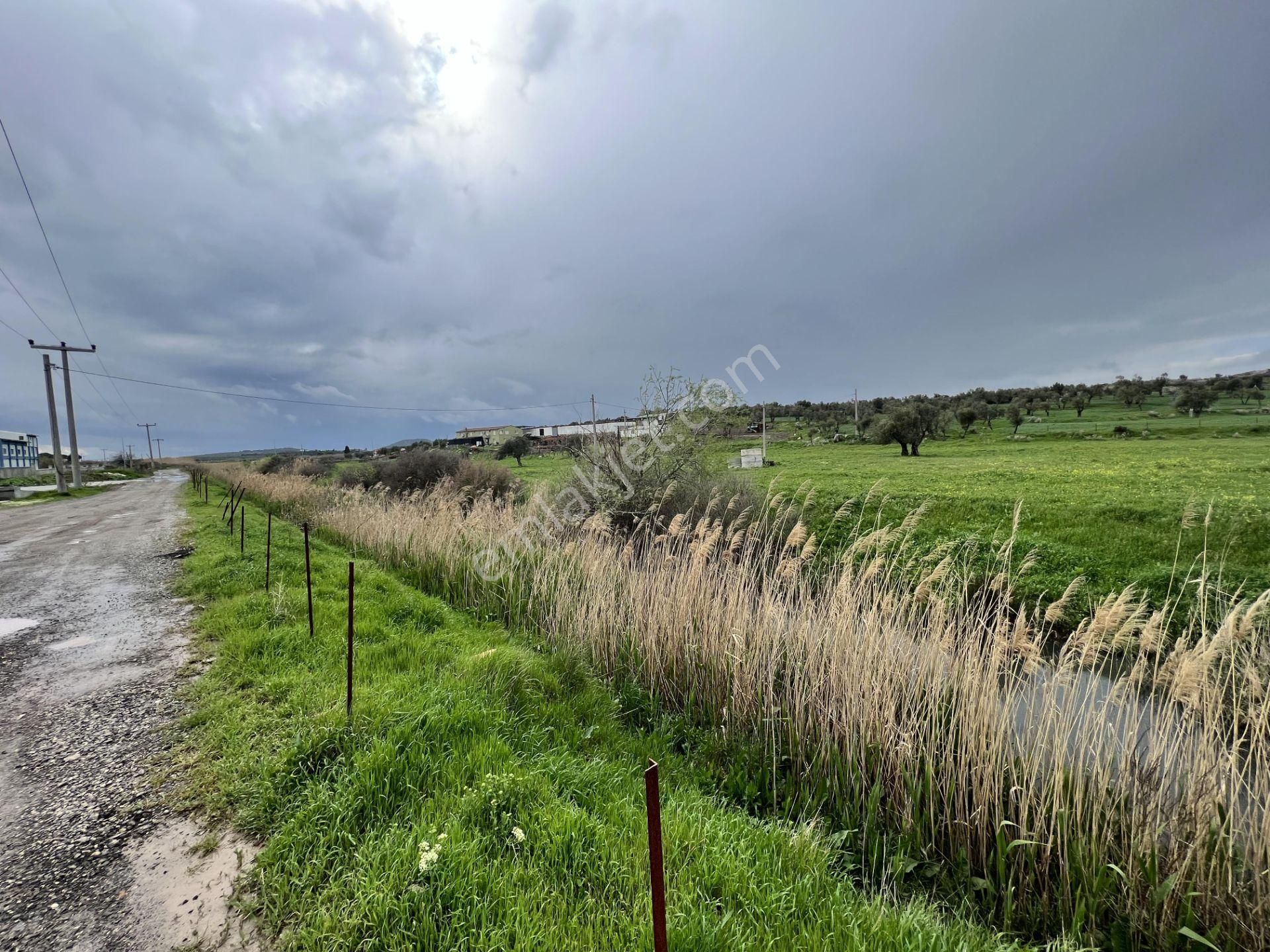 Balıkesir Ayvalık Ta Satılık 46 Donum Arsa.anayola 2. Parsel. - Görsel 3