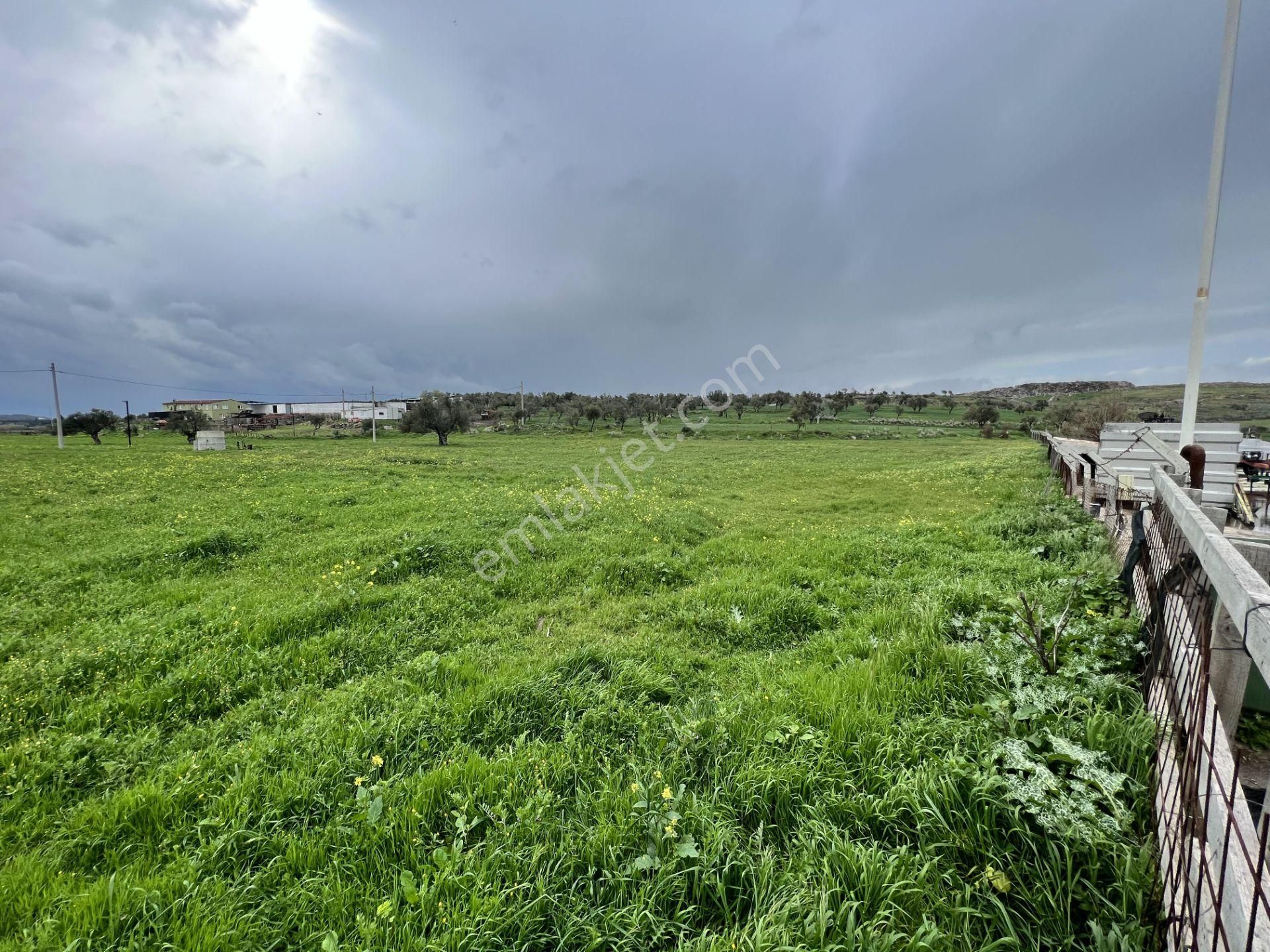 Balıkesir Ayvalık Ta Satılık 46 Donum Arsa.anayola 2. Parsel. - Görsel 4
