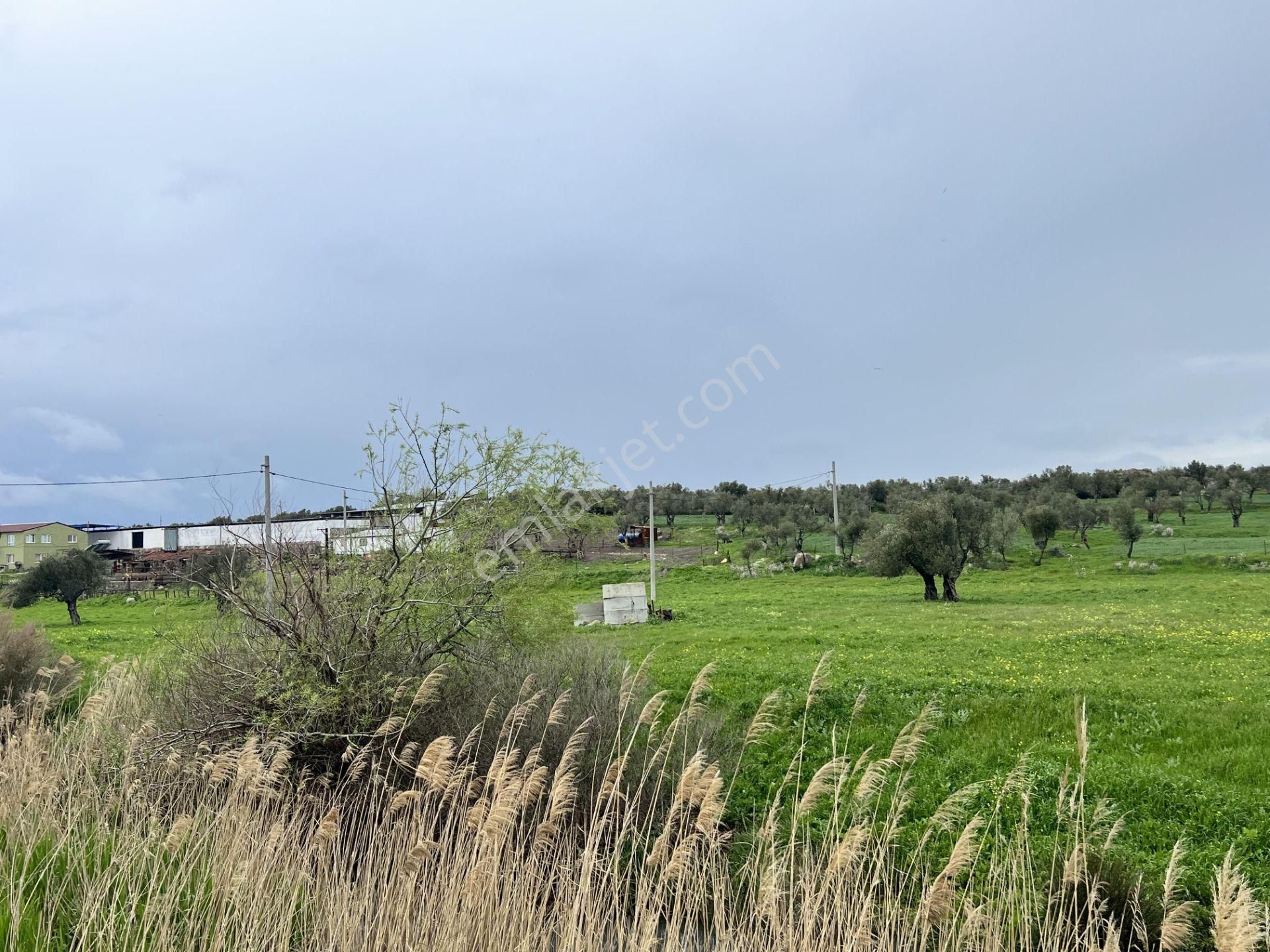 Balıkesir Ayvalık Ta Satılık 46 Donum Arsa.anayola 2. Parsel. - Görsel 9