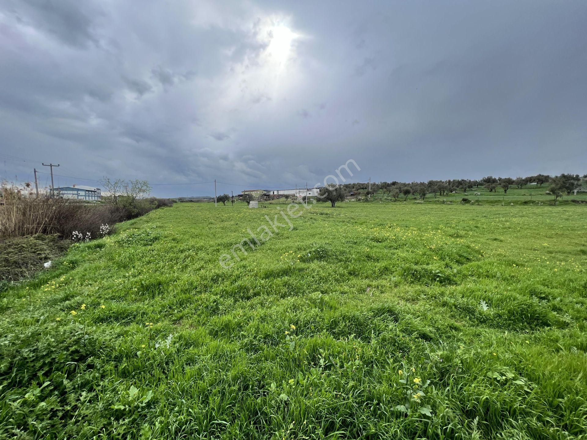 Balıkesir Ayvalık Ta Satılık 46 Donum Arsa.anayola 2. Parsel. - Görsel 2