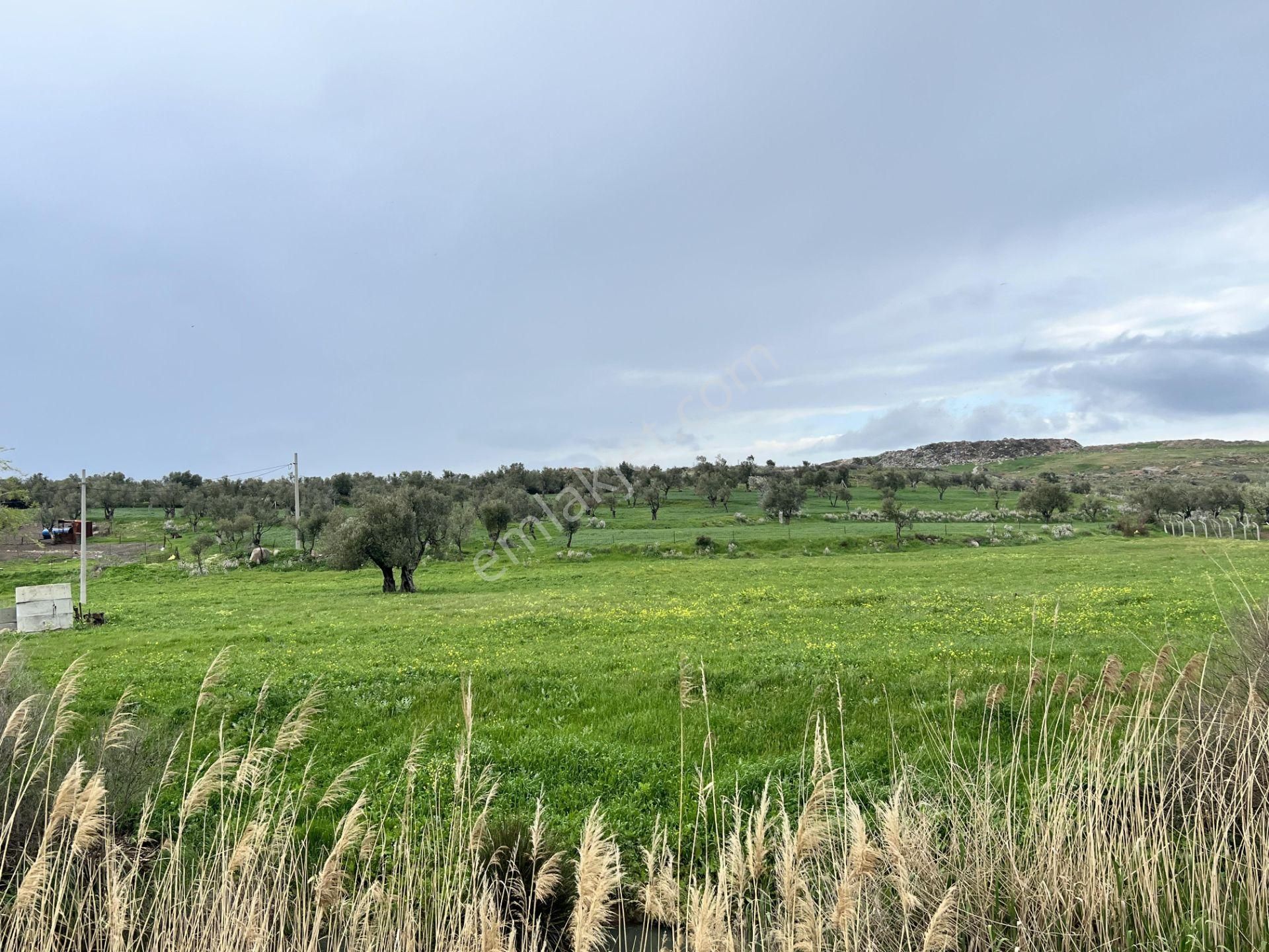 Balıkesir Ayvalık Ta Satılık 46 Donum Arsa.anayola 2. Parsel. - Görsel 7