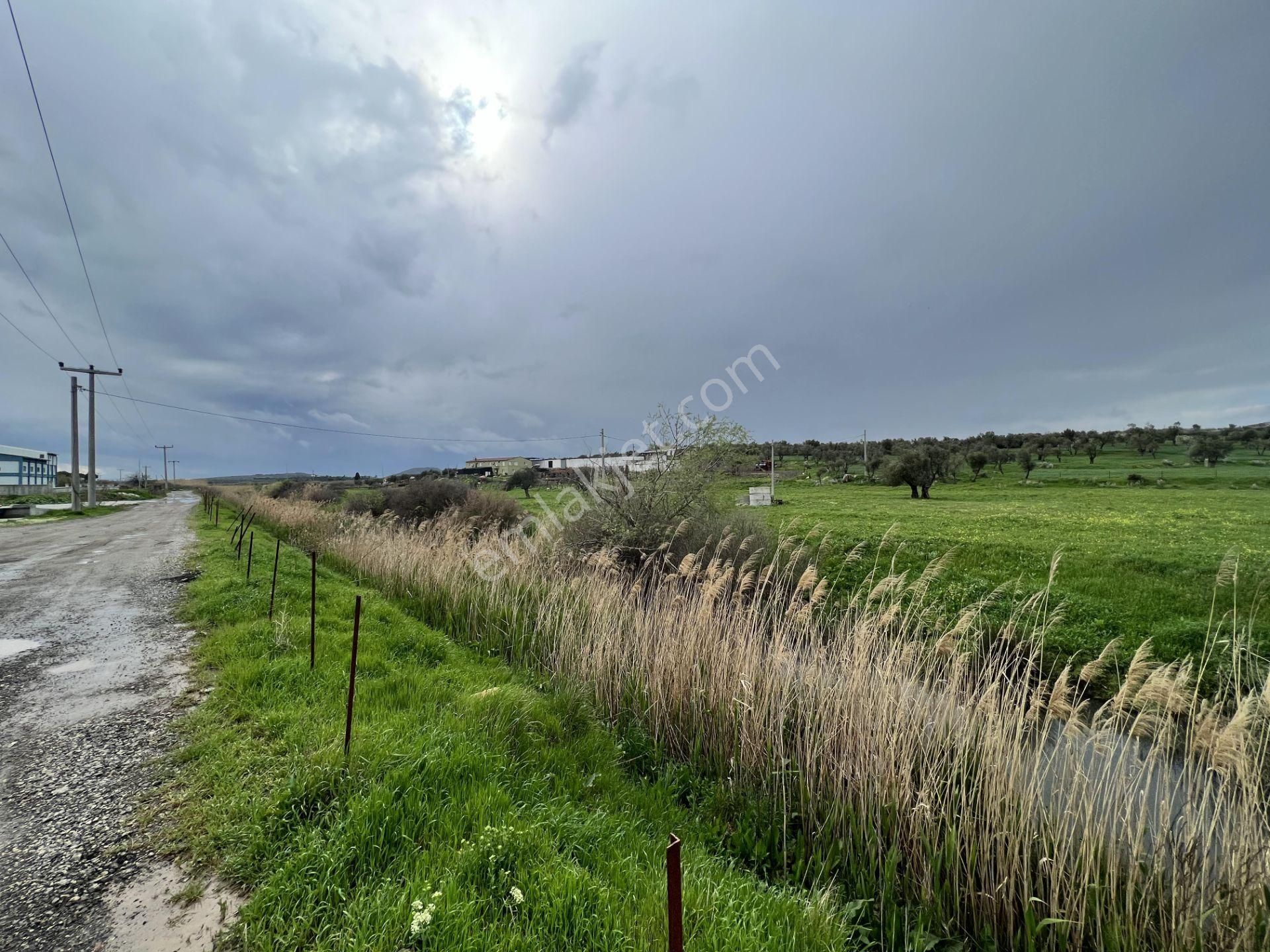 Balıkesir Ayvalık Ta Satılık 46 Donum Arsa.anayola 2. Parsel. - Görsel 8