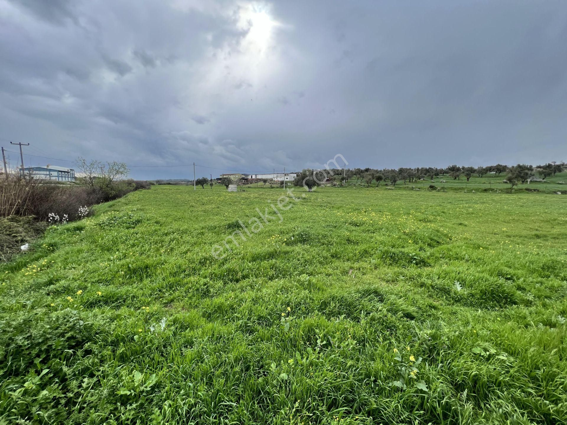 Balıkesir Ayvalık Ta Satılık 46 Donum Arsa.anayola 2. Parsel. - Görsel 10