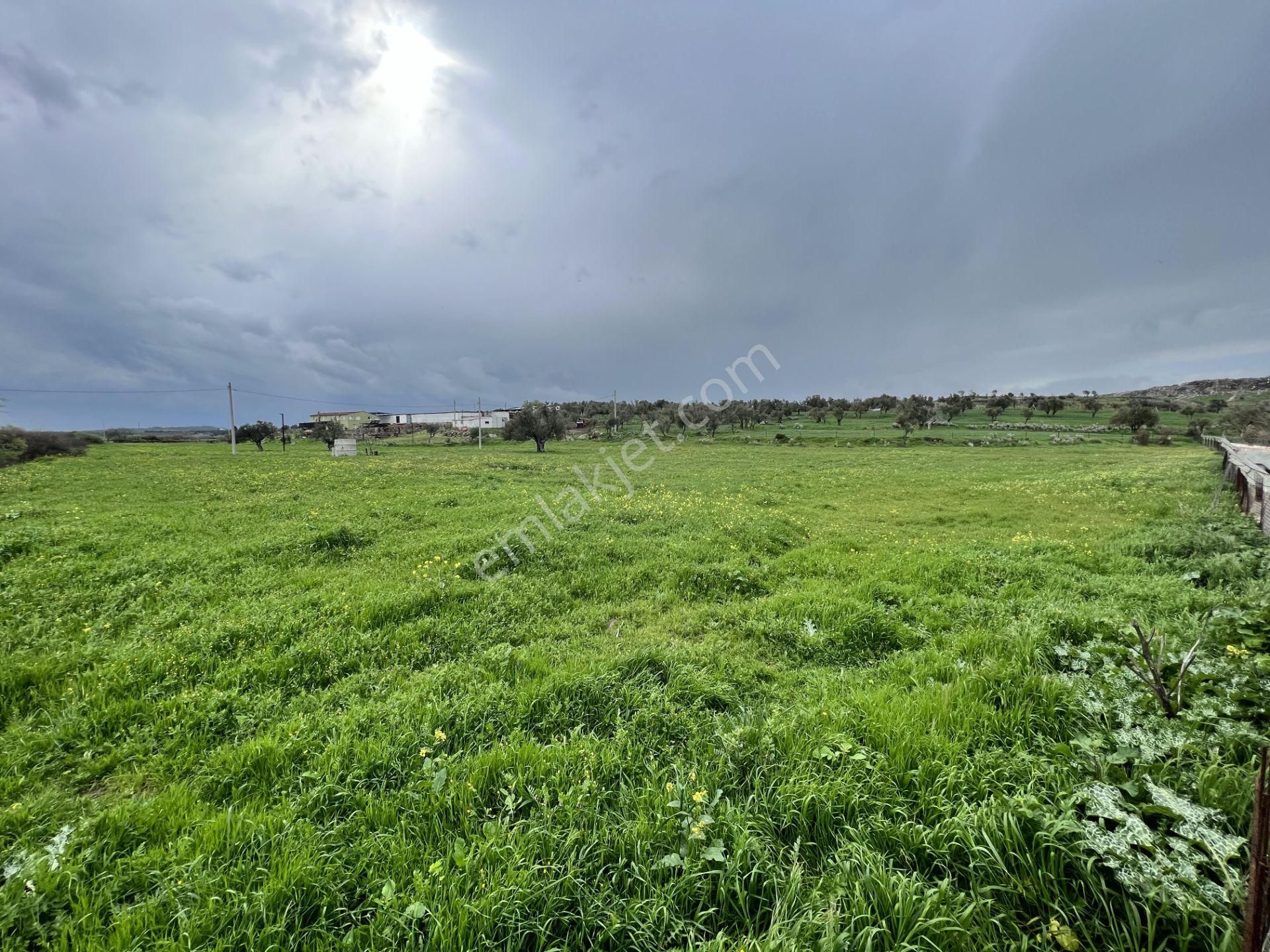 Balıkesir Ayvalık Ta Satılık 46 Donum Arsa.anayola 2. Parsel. - Görsel 14
