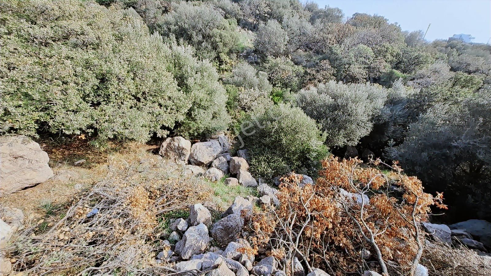 Çandarlı Bimeyko'da Villa İmarlı Arsa - Görsel 33