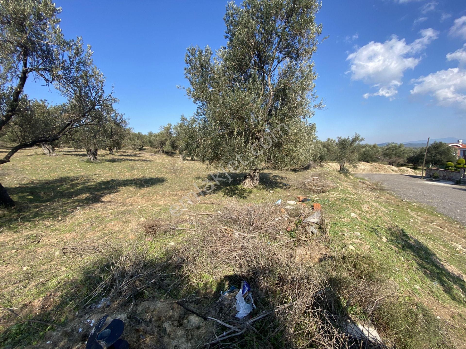 Balıkesir Ayvalık Sarımsaklı Da Satılık 4,600 Metre Kare Arsa - Görsel 3