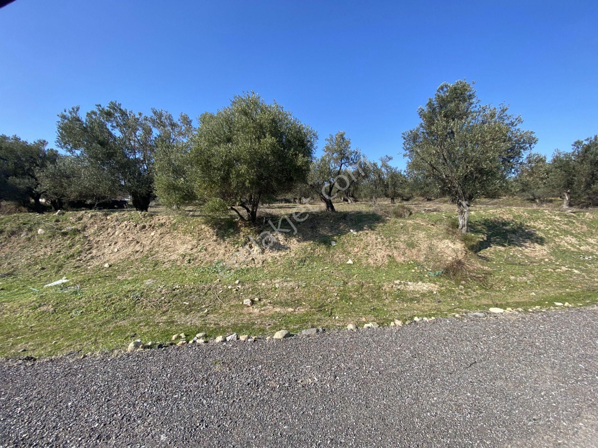 Balıkesir Ayvalık Sarımsaklı Da Satılık 4,600 Metre Kare Arsa - Görsel 6