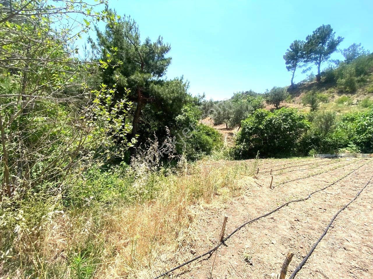 Aktif'ten Burhaniye Çamtepe'de Suyu Olan 414m2 Satılık Bahçe🟥 - Görsel 22