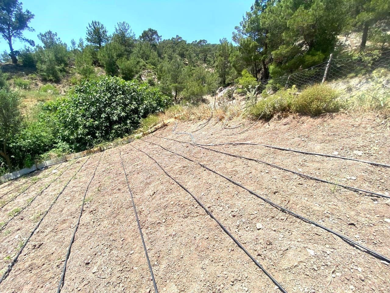 Aktif'ten Burhaniye Çamtepe'de Suyu Olan 414m2 Satılık Bahçe🟥 - Görsel 31