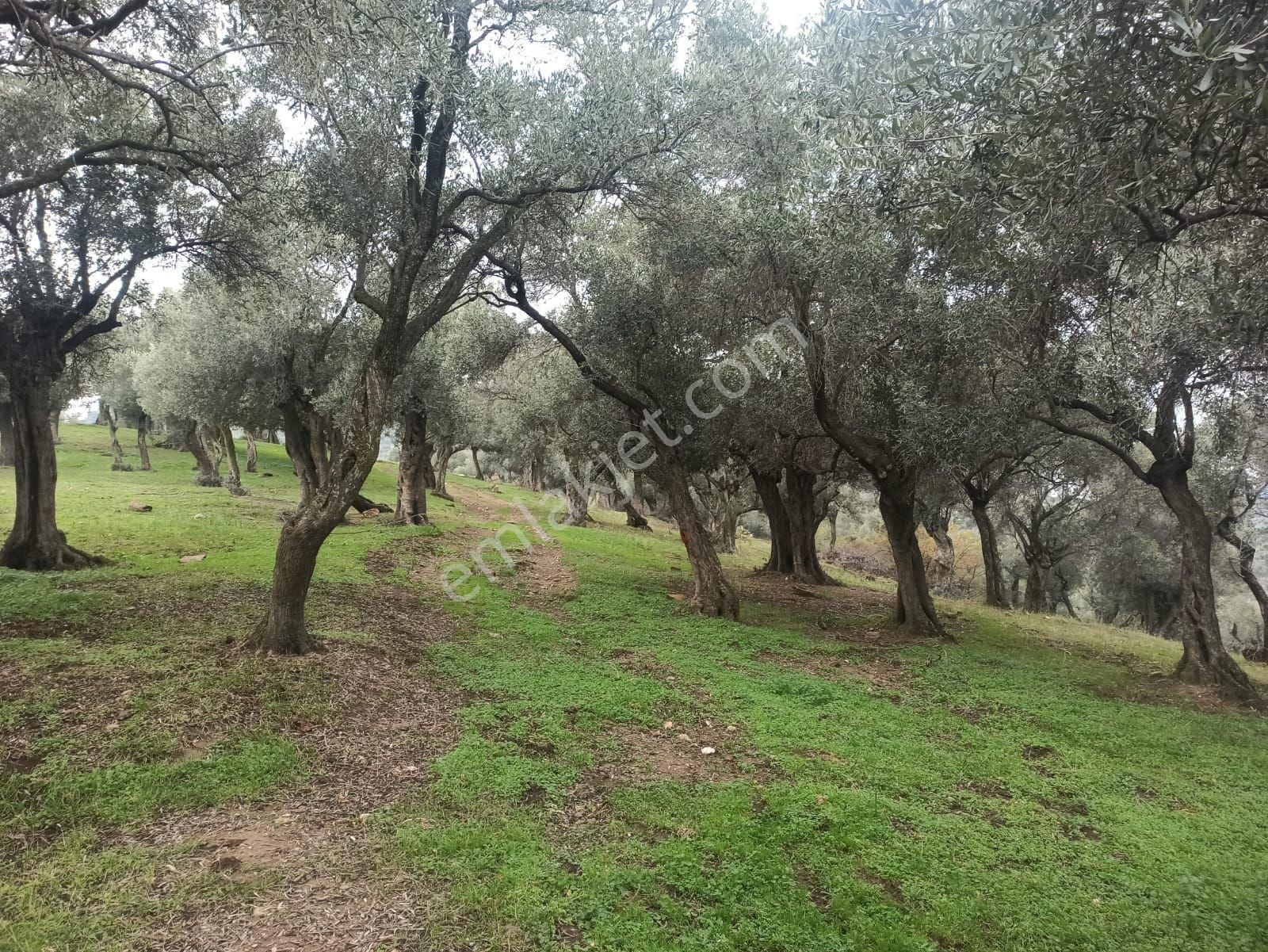 Bayındır Zeytinova Mh Satılık 2 Müstakil Tapulu Zeytinlik - Görsel 2