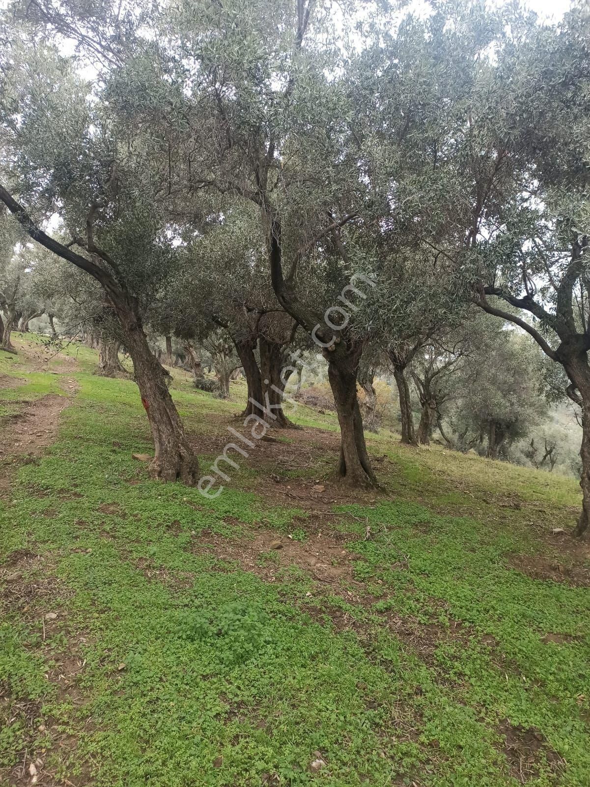 Bayındır Zeytinova Mh Satılık 2 Müstakil Tapulu Zeytinlik - Görsel 3