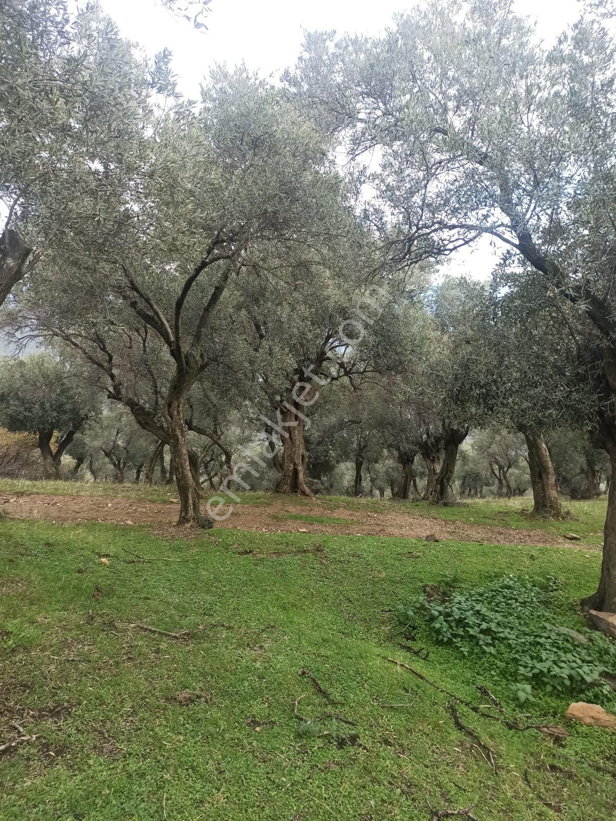 Bayındır Zeytinova Mh Satılık 2 Müstakil Tapulu Zeytinlik - Görsel 8