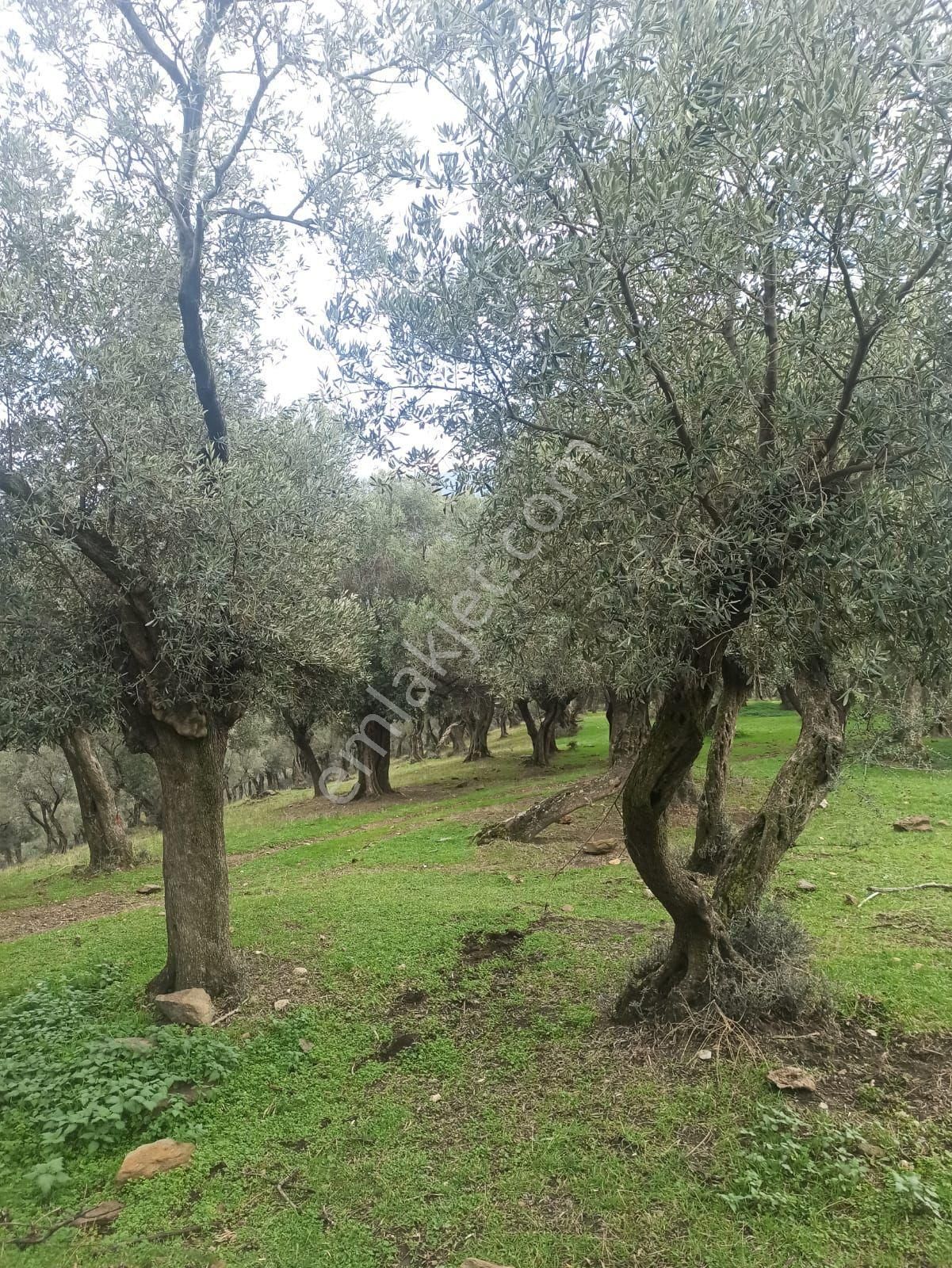 Bayındır Zeytinova Mh Satılık 2 Müstakil Tapulu Zeytinlik - Görsel 7