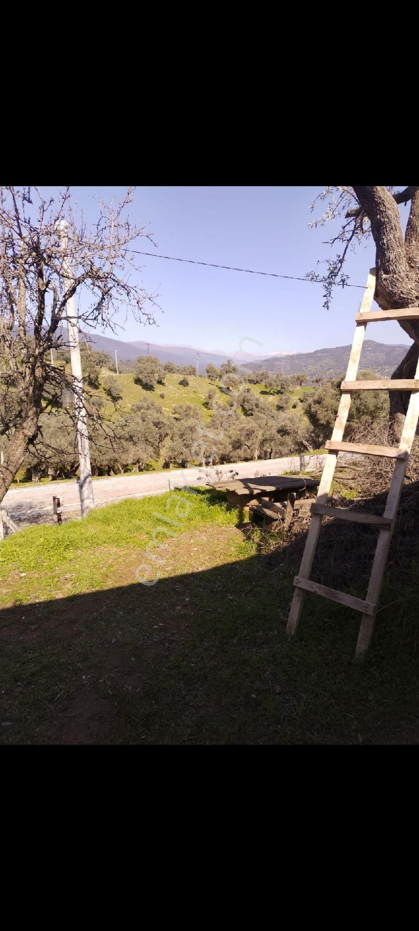 İzmir Bayındır Çenikler Mh Asfalt Yola Cepheli Tek Tapu Satılık Zeytinlik Konteyner Yeni Köy Yanı - Görsel 13