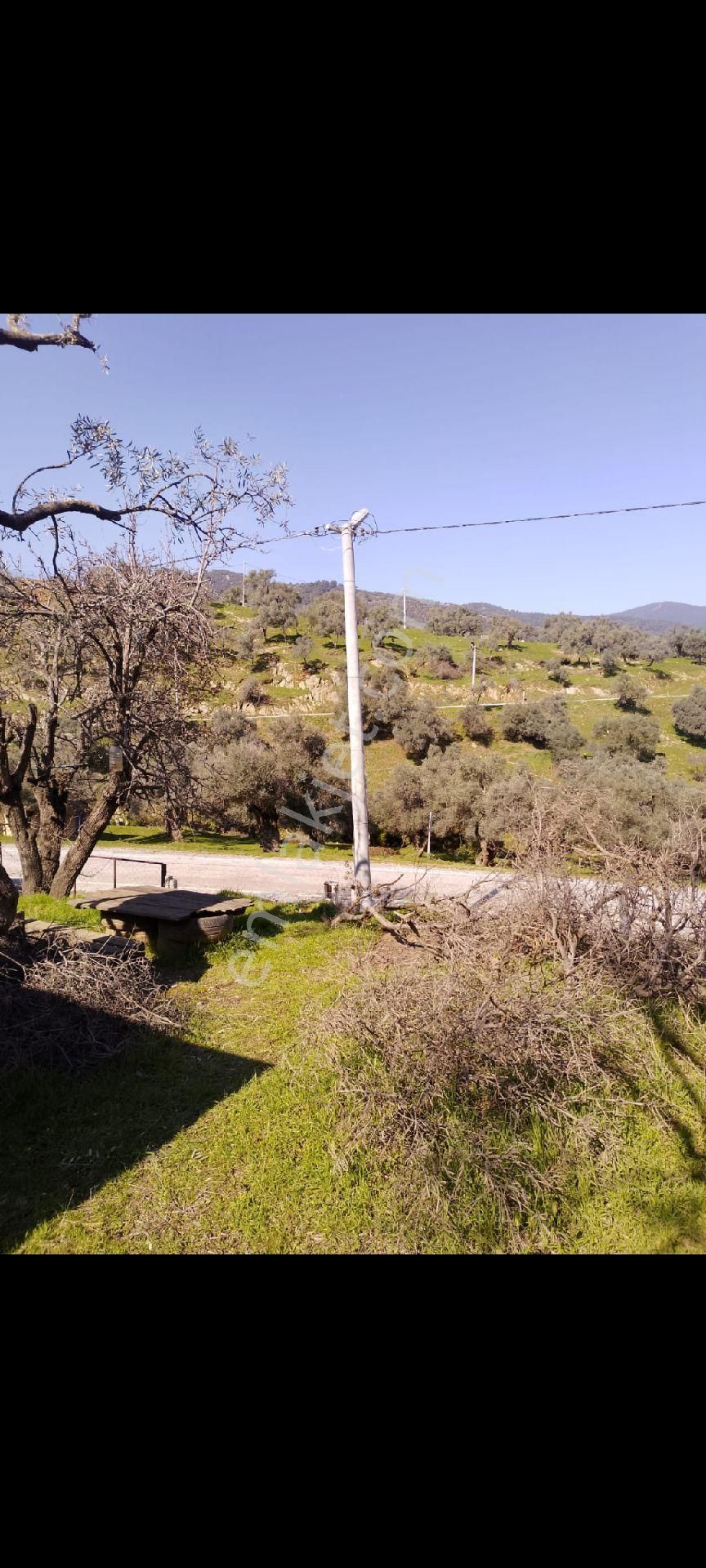 İzmir Bayındır Çenikler Mh Asfalt Yola Cepheli Tek Tapu Satılık Zeytinlik Konteyner Yeni Köy Yanı - Görsel 16