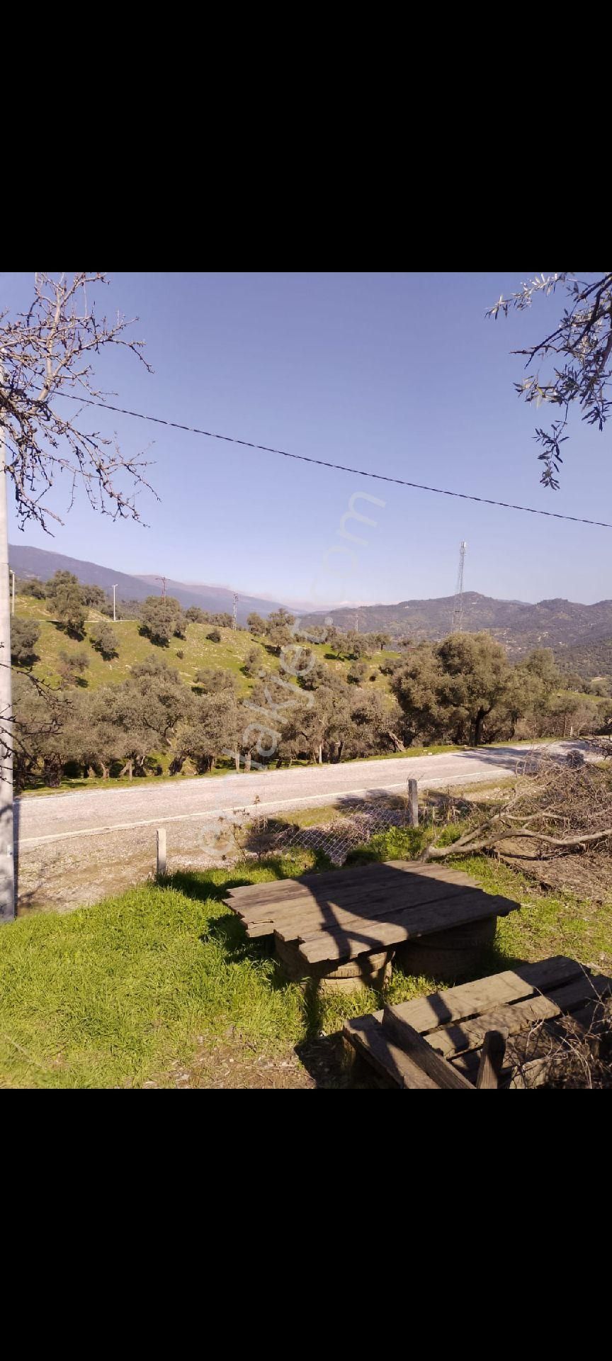 İzmir Bayındır Çenikler Mh Asfalt Yola Cepheli Tek Tapu Satılık Zeytinlik Konteyner Yeni Köy Yanı - Görsel 12