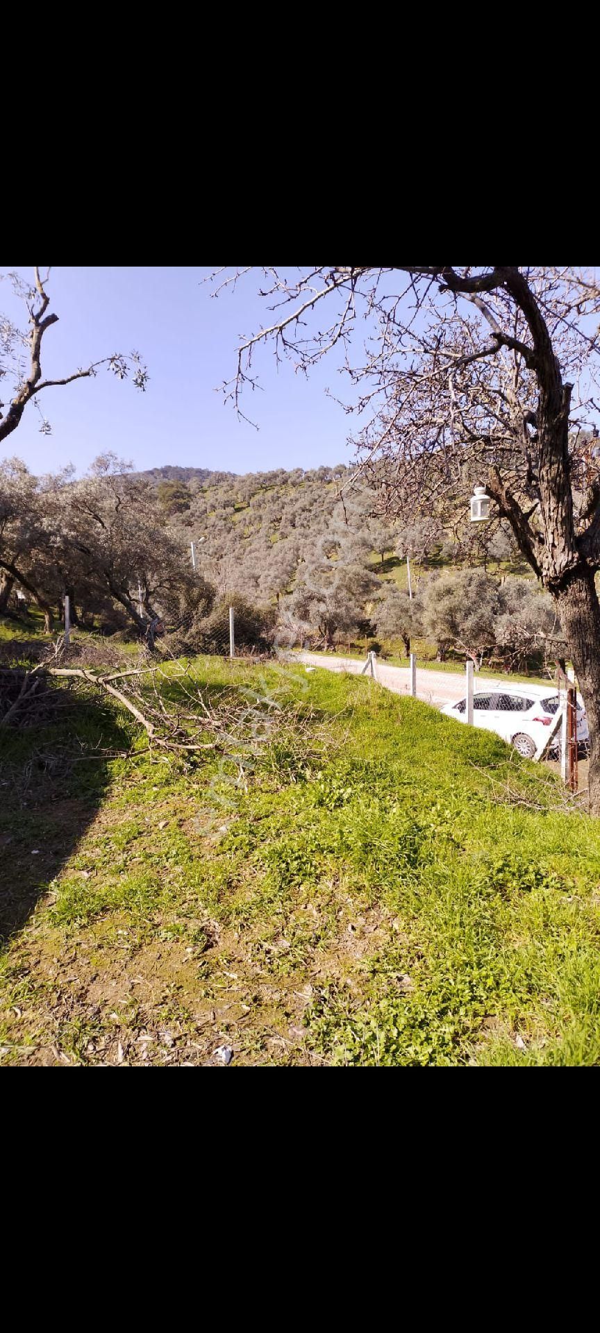 İzmir Bayındır Çenikler Mh Asfalt Yola Cepheli Tek Tapu Satılık Zeytinlik Konteyner Yeni Köy Yanı - Görsel 9