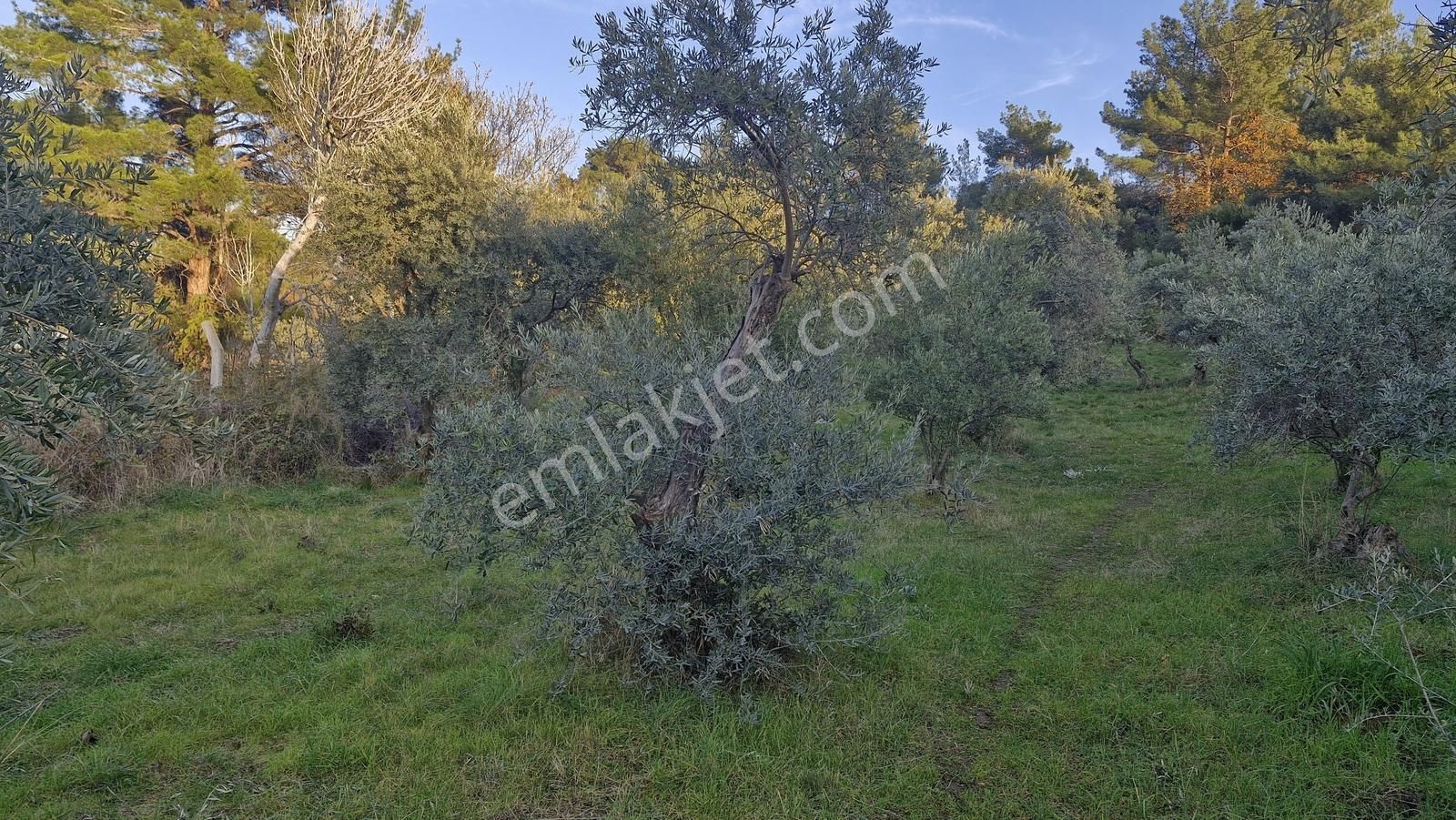 Novastan Aşağıkızılcada Köye Yakın Tek Tapu 1500m² Satılık Arazi - Görsel 5