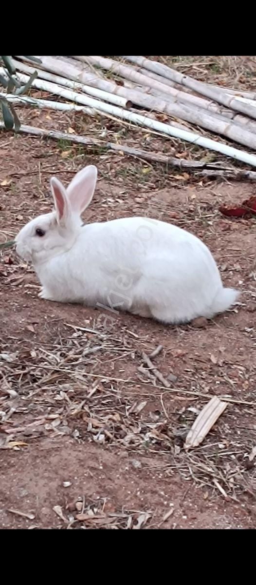 Döşemealtı Badem Ağacı'nda 2+1 Müstakil Daire - Görsel 15