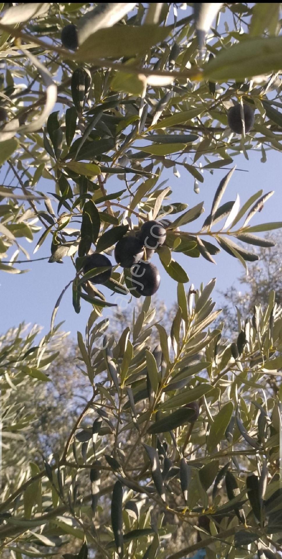 İzmir Bayındır Ergenli Tek Tapu Satışa Hazır Zeytinlik 2.047 M2 Köy_doğa_göl Manzaralı - Görsel 9