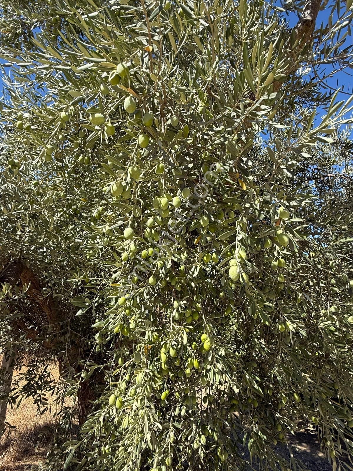 İzmir Torbalı Gmk Da Zeytinlik İçi Dolu Yatırım Zamanı 2116m2 - Görsel 8