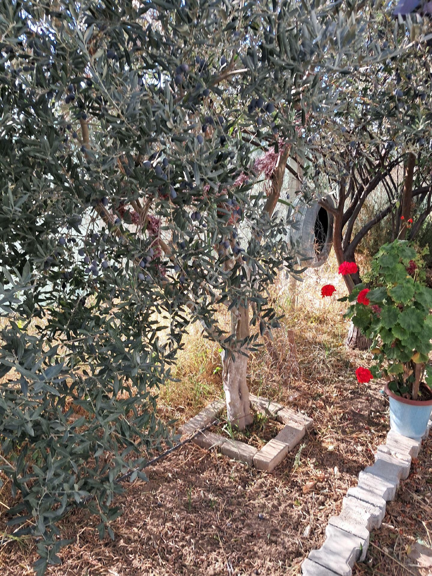 Balıkesir/edremit 255m2 Müstakil Bahçeli 2.5 İmarlı Ev - Görsel 6