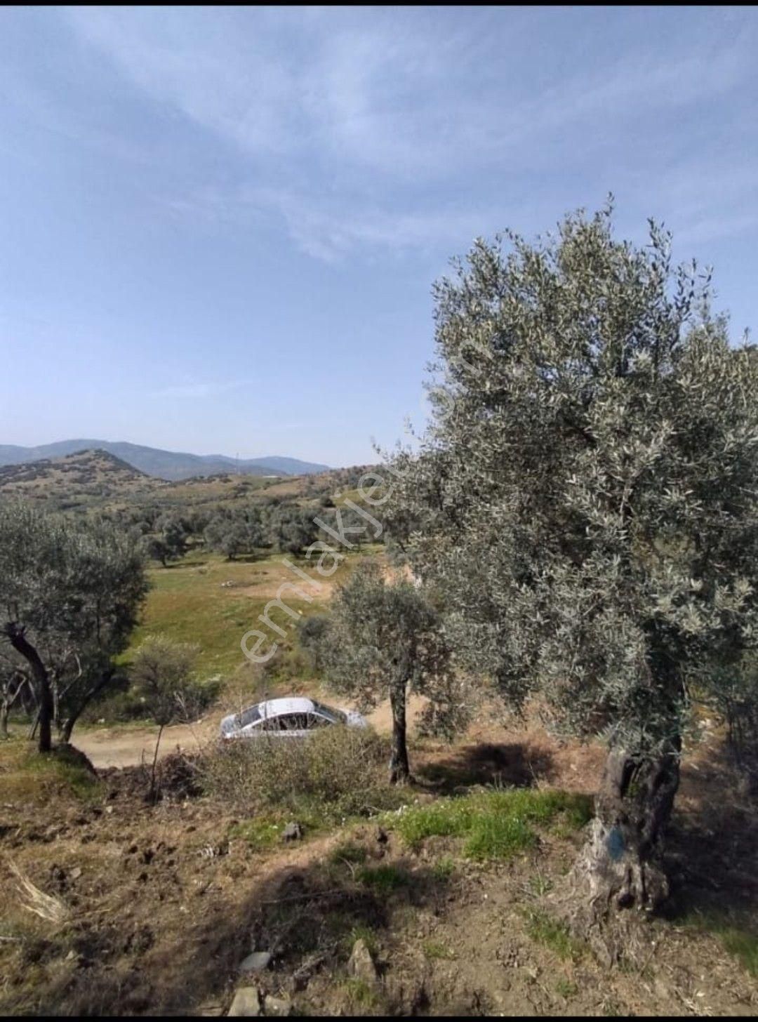 İzmir Bayındır Yakacık Köy Yanı 667 M2 Tek Tapu Satışa Hazır Zeytinlik - Görsel 2