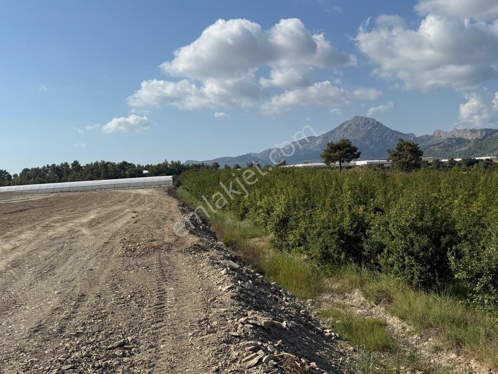 Serik Deniztepe’de Ekili Nar Bahçesi | Tek Tapu | Otomatik Sulama Sistemli
