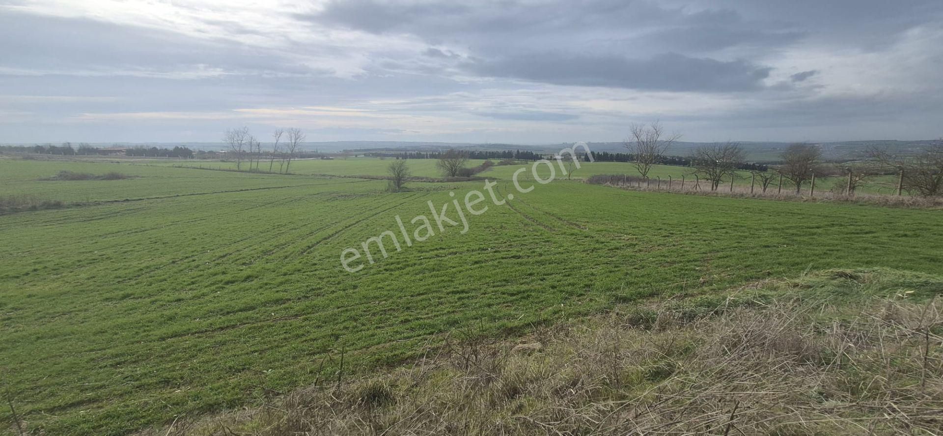 Silivri Fenerköy'de Üzerinde İzinli 280 M² Yapı Olan, 25.643 M² Satılık Arazi - Görsel 19