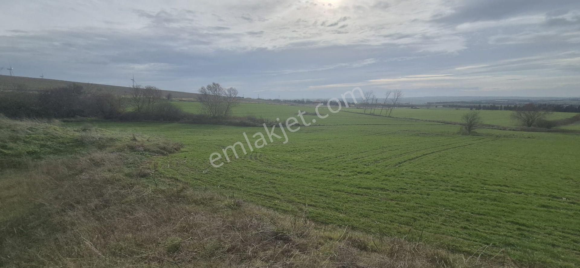 Silivri Fenerköy'de Üzerinde İzinli 280 M² Yapı Olan, 25.643 M² Satılık Arazi - Görsel 16