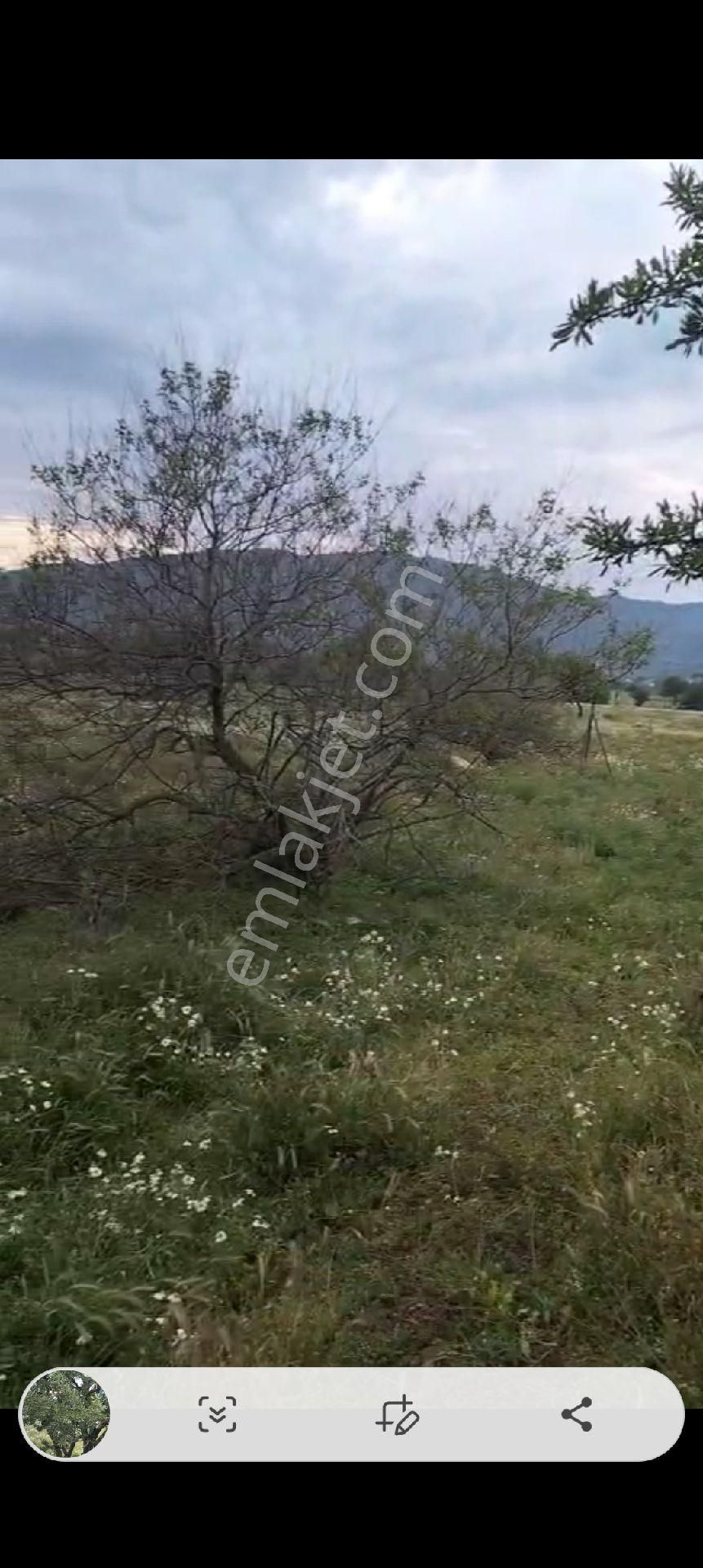Aydın Çine Gökyaka Mahallesinde Satılık Hobi Bahçesi 1852.m2 - Görsel 17