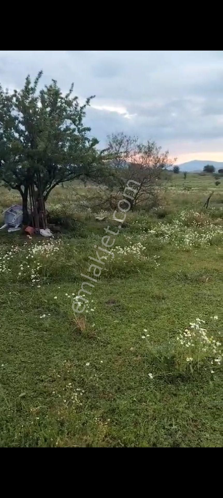 Aydın Çine Gökyaka Mahallesinde Satılık Hobi Bahçesi 1852.m2 - Görsel 10
