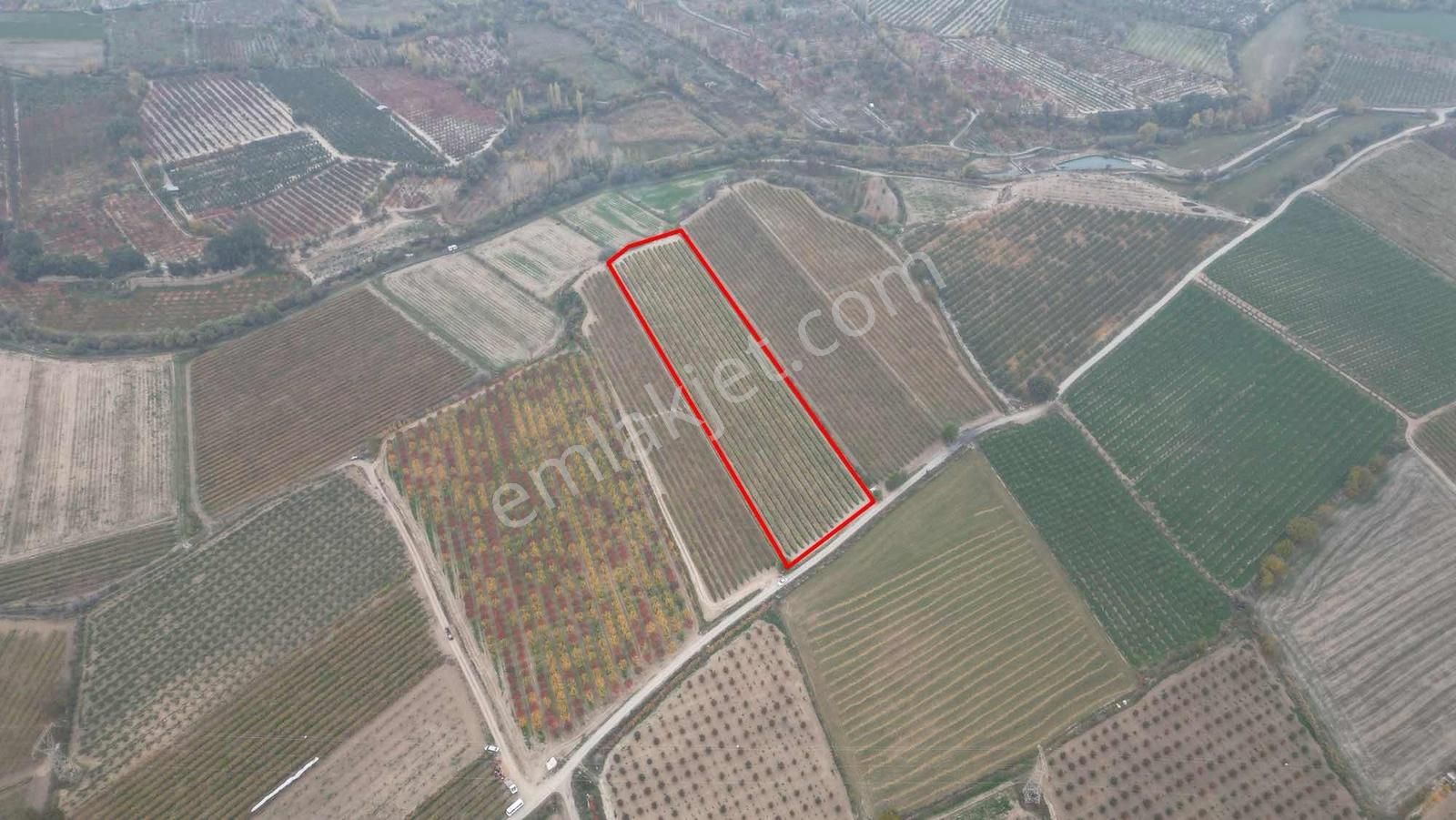 Honaz Hürriyet Mahallesinde 14.162 M² Sultaniye Üzüm Bağı - Görsel 7