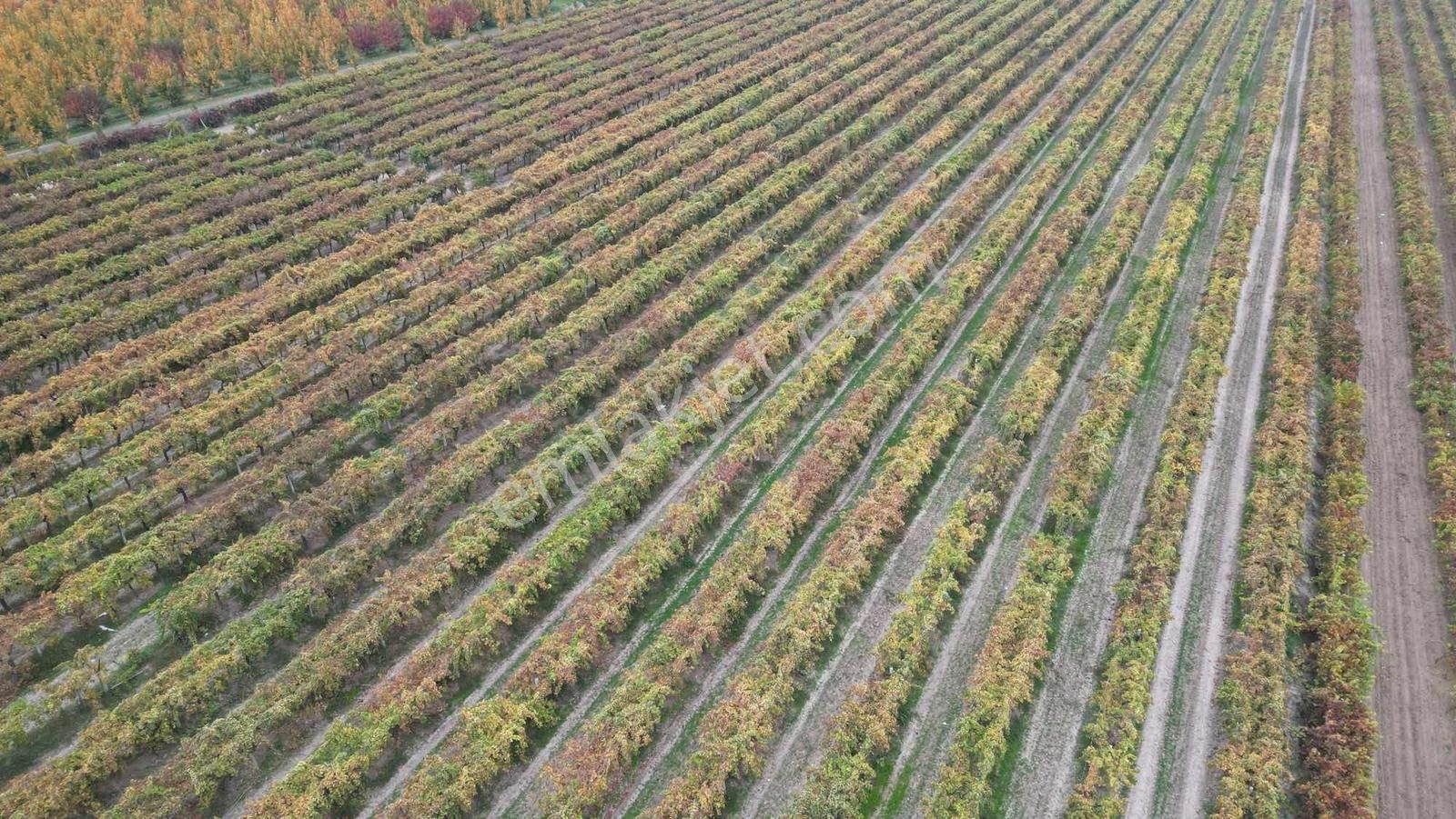 Honaz Hürriyet Mahallesinde 14.162 M² Sultaniye Üzüm Bağı - Görsel 10