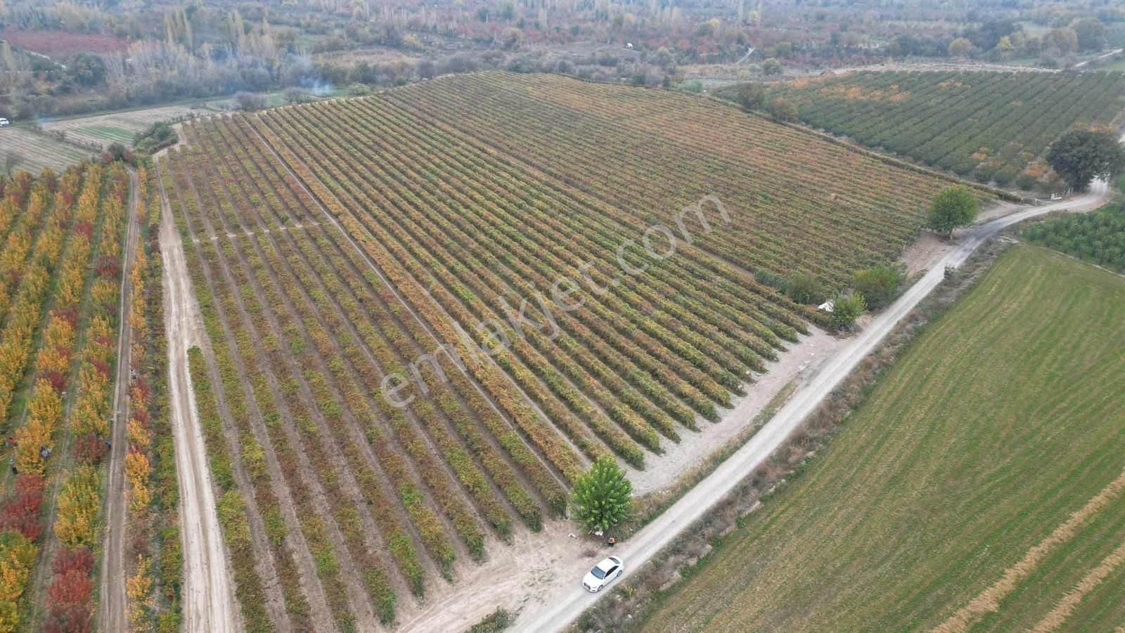Honaz Hürriyet Mahallesinde 14.162 M² Sultaniye Üzüm Bağı - Görsel 9