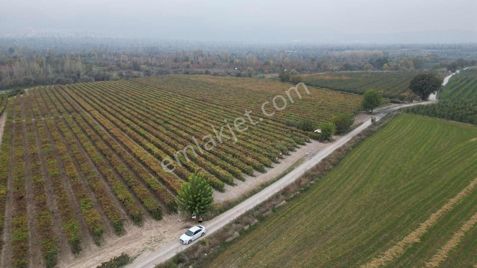Honaz Hürriyet Mahallesinde 14.162 M² Sultaniye Üzüm Bağı - Görsel 6