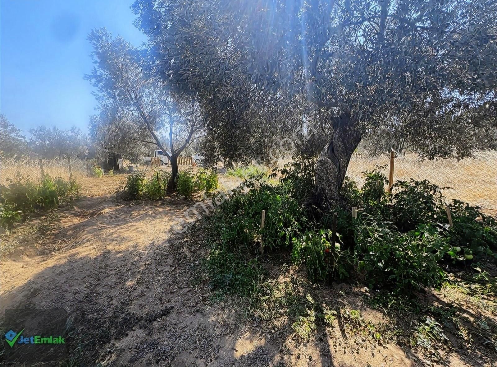 Jet'ten Zeytinlide Ulaşımı Çok Kolay 300m2 Hobi Bahçesi - Görsel 22