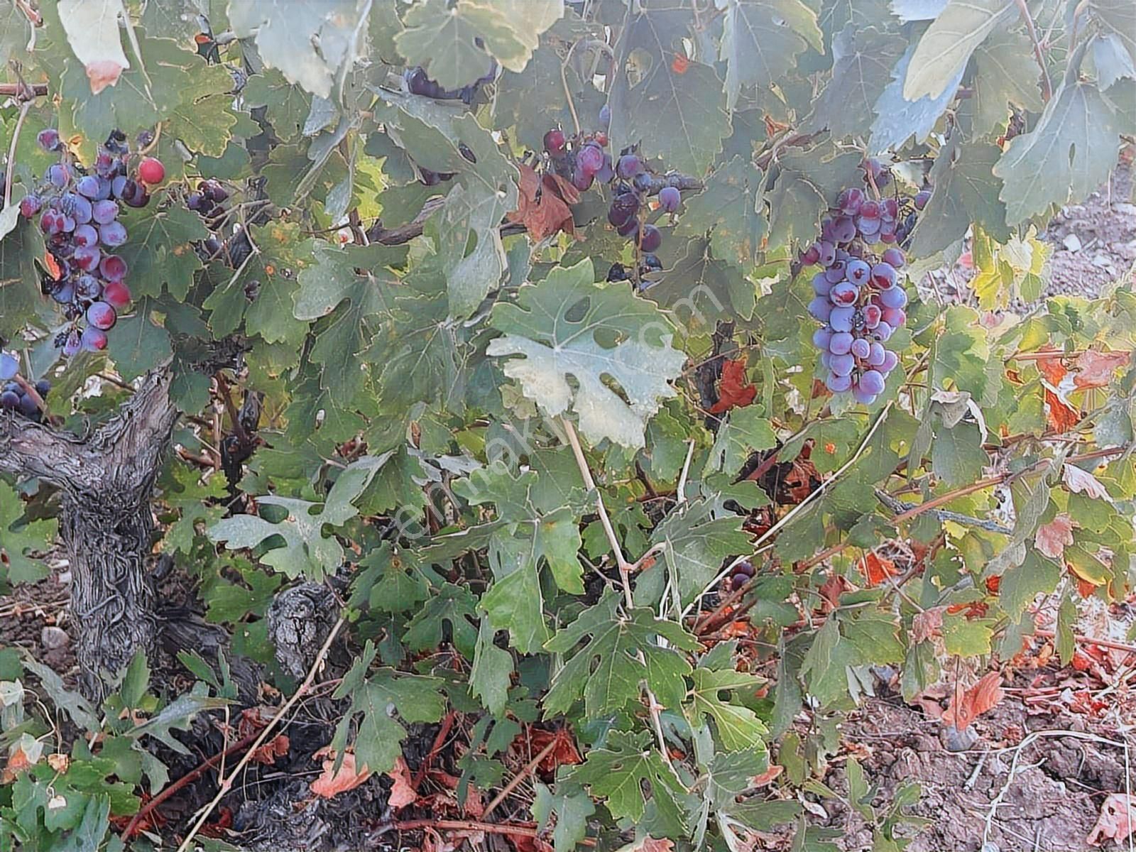 Kılınç Emlak'tan Gölpiyar'da Satılık 2.5 Dönüm Bağevi - Görsel 16